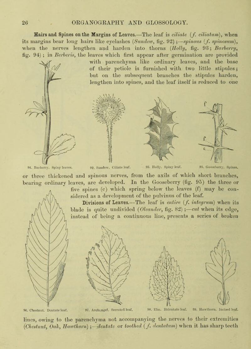 !H. B:u berry. Spiny leaves. 92. Sundew. Ciliate leaf. 93. Holly. Spiny leaf. 95. Gooseberry. Spines. Hairs and Spines on the Margins of Leaves.—The leaf is ciliate (/. ciliatum), when its margins bear long hairs like eyelashes (Sundew, fig. 92) ;—spinous (/. spinosum), when the nerves lengthen and harden into thorns (Holly, fig. 93; Barberry, fig. 94) ; in Berberis, the leaves which first appear after germination are provided with parenchyma like ordinary leaves, and the base of their petiole is furnished with two little stipules; but on the subsequent branches the stipules harden, lengthen into spines, and the leaf itself is reduced to one or three thickened and spinous nerves, from the axils of which short branches, bearing ordinary leaves, are developed. In the Gooseberry (fig. 95) the three or five spines (c) which spring below the leaves (f) may be con- sidered as a development of the pulvinus of the leaf. Divisions of Leaves.—The leaf is entire (f. integrum) when its blade is quite undivided (Oleander, fig. 82) ;—cut when its edge, instead of being a continuous line, presents a series of broken 98. Elm. Bidcutate leaf. lines, owing to the parenchyma not accompanying the nerves to their extremities (Chestnut, Oalc, Hawthorn) ;—dentate or toothed (/. dentatum) when it has sharp teeth