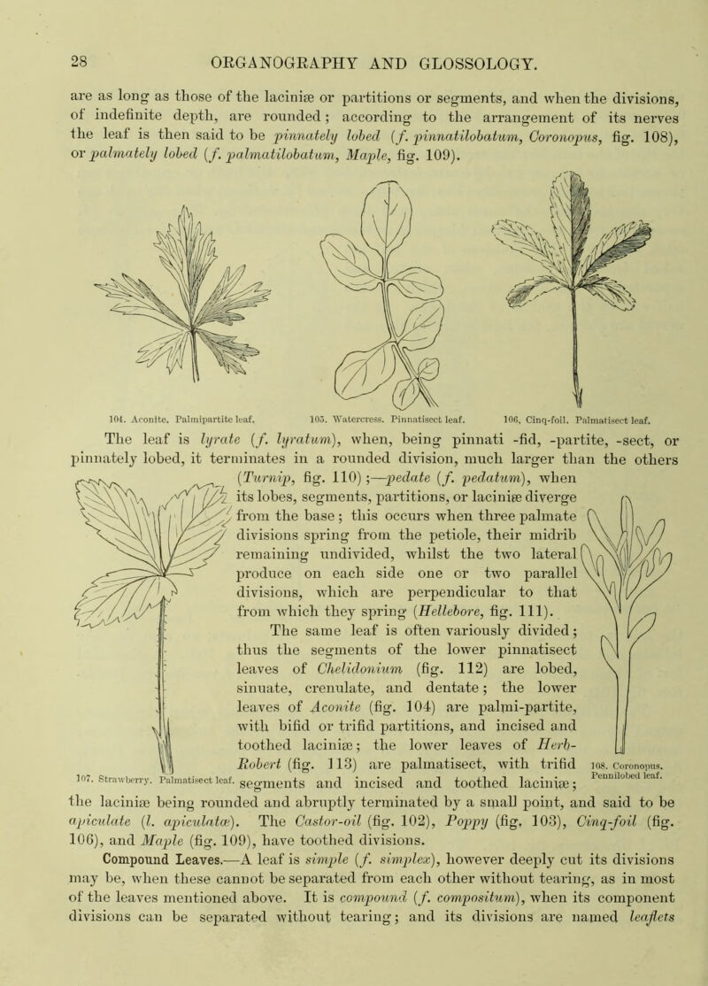 are as long as those of the lacinise or partitions or segments, and when the divisions, of indefinite depth, are rounded; according to the arrangement of its nerves the leaf is then said to be pinnately lobed (f. pinnatilobatum, Coronopus, fig. 108), or palmately lobed (f. palmatilobatum, Maple, fig. 109). 104. Aconite. Palmipartitc leaf. 106, Cinq-foil. Palmatisect leaf. The leaf is lyrate (/. lyratum), when, being pinnati -fid, -partite, -sect, or pinnately lobed, it terminates in a rounded division, much larger than the others (Turnip, fig. 110);—pedate (f. pedatum), when its lobes, segments, partitions, or laciniee diverge from the base ; this occurs when three palmate divisions spring from the petiole, their midrib remaining undivided, whilst the two lateral ( produce on each side one or two parallel divisions, which are perpendicular to that from which they spring (Hellebore, fig. 111). The same leaf is often variously divided; thus the segments of the lower pinnatisect leaves of Chelidonium (fig. 112) are lobed, sinuate, crenulate, and dentate; the lower leaves of Aconite (fig. 104) are palmi-partite, with bifid or trifid partitions, and incised and toothed lacinim; the lower leaves of Herb- Robert (fig. 113) are palmatisect, with trifid strawberry, raimatisect leaf, segments and incised and toothed lacinise; lacunae being rounded and abruptly terminated by a small point, and said to be apiculate (l. apiculatce). The Castor-oil (fig. 102), Poppy (fig, 103), Cinq-foil (fig. 106), and Maple (fig. 109), have toothed divisions. Compound Leaves.—A leaf is simple (/. simplex), however deeply cut its divisions may be, when these cannot be separated from each other without tearing, as inmost of the leaves mentioned above. It is compound (f. compositum), when its component divisions can be separated without tearing; and its divisions are named leaflets 108. Coronopus. Penuilobed leaf. the