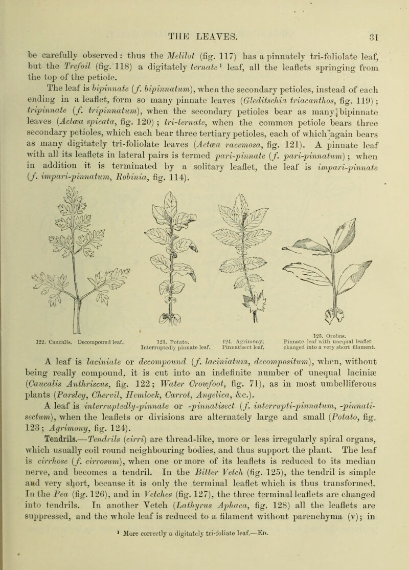 be carefully observed: thus th e Melilot (fig. 117) has a pinnately tri-foliolate leaf, but the Trefoil (fig-. 118) a digitately ternate1 leaf, all the leaflets springing from the top of the petiole. The leaf is bipinnate [f. bipinnatum), when the secondary petioles, instead of each ending in a leaflet, form so many pinnate leaves [Gleditschia triacanthos, fig. 119) ; tripinnate (/. tripinnatum), when the secondary petioles bear as many j bipinnate leaves (Actwa spicata, fig. 120) ; tri-ternate, when the common petiole bears three secondary petioles, which each bear three tertiary petioles, each of which’again bears as many digitately tri-foliolate leaves (Actcea racemosa, fig. 121). A pinnate leaf with all its leaflets in lateral pairs is termed pari-pinnate (f. pari-pinnatum) ; when in addition it is terminated by a solitary leaflet, the leaf is impari-pinnate (/. impari-pinnatum, Hobinia, fig. 114). 125. Orobus. Pinnate loaf with unequal leaflet changed into a very short filament. A leaf is laciniate or decompound (/. laciniatum, decompositum), when, without being really compound, it is cut into an indefinite number of unequal lacinise [Caucalis Anthriscus, fig. 122; Water Crowfoot, fig. 71), as in most umbelliferous plants (Parsley, Chervil, Ilemloclc, Carrot, Angelica, &c.). A leaf is interruptedly-pinnate or -pinnatisect (f. interrupti-pinnatum, -pinnati- sectum), when the leaflets or divisions are alternately large and small (Potato, fig. 123; Agrimony, fig. 124). Tendrils.—Tendrils [cirri) are thread-like, more or less irregularly spiral organs, which usually coil round neighbouring bodies, and thus support the plant. The leaf is cirrhose [f. cirrosum), when one or in ore of its leaflets is reduced to its median nerve, and becomes a tendril. In the Bitter Vetch (fig. 125), the tendril is simple and very short, because it is only the terminal leaflet which is thus transformed. In the Pea (fig. 126), and in Vetches (fig. 127), the three terminal leaflets are changed into tendrils. In another Vetch [Lathyrus Apliaca, fig. 128) all the leaflets are suppressed, and the whole leaf is reduced to a filament without parenchyma (v); in 1 More correctly a digitately tri-foliate leaf.—Ei>. 124. Acrimony. Interruptedly pinnate leaf. Pinnatisect leaf.