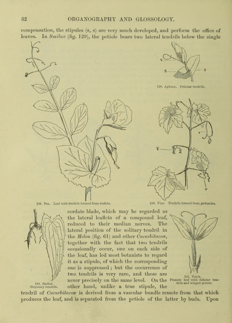 compensation, tlie stipules (s, s) are very much developed, and perform the office of leaves. In Smilax (fig. 1 29), the petiole bears two lateral tendrils below the single 128. Aphaca. Petiolar tendrils. cordate blade, which may be regarded as the lateral leaflets of a compound leaf, reduced to their median nerves. The lateral position of the solitary tendril in the Melon (fig. Gl) and other Cucurbitacece, together with the fact that two tendrils occasionally occur, one on each side of the leaf, has led most botanists to regard it as a stipule, of which the corresponding one is suppressed ; but the occurrence of two tendrils is very rare, and these are J 7 127. Vetcli. never precisely on the same level. On the Pinnat? ,eaf ith foimiar ten- 120. Smilax. . arils and winged petiole. stipuiary tendrils. other hand, unlike a true stipule, the tendril of Cucurbitacece is derived from a vascular bundle remote from that which produces the leaf, and is separated from the petiole of the latter by buds. Upon