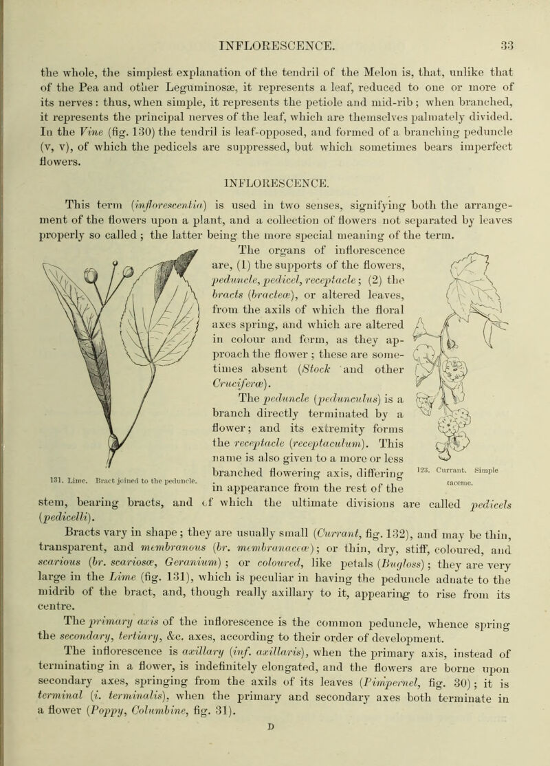 the whole, the simplest explanation of the tendril of the Melon is, that, unlike that of the Pea and other Leguminosse, it represents a leaf, reduced to one or more of its nerves: thus, when simple, it represents the petiole and mid-rib ; when branched, it represents the principal nerves of the leaf, which are themselves palmately divided. In the Vine (fig. 130) the tendril is leaf-opposed, and formed of a branching peduncle (v, v), of which the pedicels are suppressed, but which sometimes bears imperfect flowers. INFLORESCENCE. This term (inf orescentia) is used in two senses, signifying both the arrange- ment of the flowers upon a plant, and a collection of flowers not separated by leaves properly so called; the latter being the more special meaning of the term. The organs of inflorescence are, (1) the supports of the flowers, peduncle, pedicel, receptacle; (2) the bracts (bractece), or altered leaves, from the axils of which the floral axes spring, and which are altered in colour and form, as they ap- proach the flower ; these are some- times absent (Stock and other Crucifer a;). The peduncle (pedunculus) is a branch directly terminated by a flower; and its extremity forms the receptacle (receptaculum). This name is also given to a more or less branched flowering axis, differing 131. Lime. Bract joined to the peduncle. . ° m appearance from the rest of the stem, bearing bracts, and of which the ultimate divisions are called pedicels (pedicelli). Bracts vary in shape; they are usually small (Currant, fig. 132), and may be thin, transparent, and membranous (hr. membranaccce); or thin, dry, stiff, coloured, and scarious (br. scariosce, Geranium) ; or coloured, like petals (Bugloss); they are very large in the Lime (fig. 131), which is peculiar in having the peduncle adnate to the midrib of the bract, and, though really axillary to it, appearing to rise from its centre. The primary axis of the inflorescence is the common peduncle, whence spring the secondary, tertiary, &c. axes, according to their order of development. The inflorescence is axillary (inf. axillaris), when the primary axis, instead of terminating in a flower, is indefinitely elongated, and the flowers are borne upon secondary axes, springing from the axils of its leaves (Pimpernel, fig. 30); it is terminal (i. terminalis), when the primary and secondary axes both terminate in a flower (Poppy, Columbine, fig. 31). D raceme.