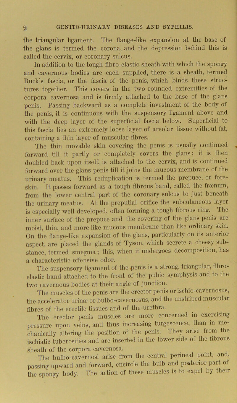 the triangular ligament. The flange-like expansion at the base of the glans is termed the corona, and the depression behind this is called the cervix, or coronary sulcus. In addition to the tough fibro-elastic sheath with which the spongy and cavernous bodies are each supplied, there is a sheath, termed Buck’s fascia, or the fascia of the penis, which binds these struc- tures together. This covers in the two rounded extremities of the corpora cavernosa and is firmly attached to the base of the glans penis. Passing backward as a complete investment of the body of the penis, it is continuous with the suspensory ligament above and with the deep layer of the superficial fascia below. Superficial to this fascia lies an extremely loose layer of areolar tissue without fat, containing a thin layer of muscular fibres. The thin movable skin covering the penis is usually continued forward till it partly or completely covers the glans; it is then doubled back upon itself, is attached to the cervix, and is continued forward over the glans penis till it joins the mucous membrane ol the urinary meatus. This reduplication is termed the prepuce, or fore- skin. It passes forward as a tough fibrous band, called the frasnum, from the lower central part of the coronary sulcus to just beneath the urinary meatus. At the preputial orifice the subcutaneous layer is especially well developed, often forming a tough fibrous ring. The inner surface of the prepuce and the covering ot the glans penis are moist, thin, and more like mucous membrane than like ordinary skin. On the flange-like expansion of the glans, particularly on its anterior aspect, are placed the glands of Tyson, which secrete a cheesy sub- stance, termed smegma; this, when it undergoes decomposition, has a characteristic offensive odor. The suspensory ligament of the .penis is a strong, triangular, fibro- elastic band attached to the front of the pubic symphysis and to the two cavernous bodies at their angle of junction. The muscles of the penis are the erector penis or ischio-cavernosus, the accelerator urinse or bulbo-cavernosus, and the unstriped muscular fibres of the erectile tissues and of the urethra. The erector penis muscles are more concerned in exeicising pressure upon veins, and thus increasing turgescence, than in me- chanically altering the position of the penis. They arise from the ischiatic tuberosities and are inserted in the lower side of the fibrous sheath of the corpora cavernosa. The bulbo-cavernosi arise from the central perineal point, and, passing upward and forward, encircle the bulb and posterior part of the spongy body. The action of these muscles is to expel by their