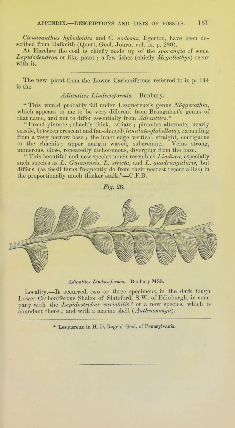 Ctenacanthus hyhodoides and C. nodosus, Egerton, have been de- scribed from Dalkeith (Quart. Geol. Journ. vol. ix. p. 280). At Harelaw the coal is chiefly made up of the sporangia of some Lepidodendroii or like plant ; a few fishes (chiefly Megalicthys) occur with it. The new plant from the Lower Cai-boniferous referred to in p. 144 is the Adiantites Lindseceformis, Bunbury.  This would probably fall under Lesquereux's genus Noggerathia, which appears to me to be very diflerent from Brougniart's genus of that name, and not to differ essentially from Adiantites.*  Frond pinnate ; rhachis thick, striate ; pinnules alternate, nearly sessile, between crescent and fan-shiiTped {IunuIato-Jlahellata), expanding from a very narrow base ; the inner edge vertical, straight, contiguous to the rhachis ; upper margin waved, subcrenate. Veins strong, numerous, close, repeatedly dichotomous, diverging from the base.  This beautiful and new species much resembles Lindscea, especially such species as L. Guianensis, L. stricta, and L. quadraugularis, but differs (as fossil ferns frequently do from their nearest recent allies) in the proportionally much thicker stalk.—C.F.B. Fig. 26. Adiantites Lindseceformis. Bunbury MSS. Locality.—It occurred, two or three specimens, in the dark tough Lower Carboniferous Shales of Slateford, S.W. of Edinburgh, in com- pany with the Lejndostrobus variabilis? or a new species, which is abundant there ; and with a marine shell {Anthracomya). * Lesquereux in H. D. Rogers' Geol. of Pennsylvania.