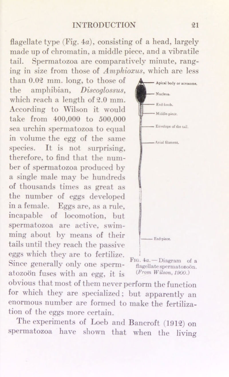 Apical body or acroaoae. Nucleus. End-knob. M i Jdlc-piect • Envelope of the uxl. -Axul filament. flagellate type (Fig. 4a), consisting of a head, largely made up of chromatin, a middle piece, and a vibratile tail. Spermatozoa are comparatively minute, rang- ing in size from those of Amphioxus, which are less than 0.02 mm. long, to those of the amphibian, Discoglossus, which reach a length of 2.0 mm. According to Wilson it would take from 400,000 to 500.000 sea urchin spermatozoa to equal in volume the egg of the same species. It is not surprising, therefore, to find that the num- ber of spermatozoa produced by a single male may be hundreds of thousands times as great as the number of eggs developed in a female. Eggs are, as a rule, incapable of locomotion, but spermatozoa are active, swim- ming about by means of their tails until they reach the passive eggs which they are to fertilize. Since generally only one sperm- atozoon fuses with an egg, it is obvious that most of them never perform the function • End-piece. Fig. 4a. — Diagram of a flagellate spermatozoon. (From Wilson, 1900.) for which they are specialized ; but apparently an enormous number are formed to make the fertiliza- tion of the eggs more certain. The experiments of Loeb and Bancroft (1912) on spermatozoa have shown that when the living