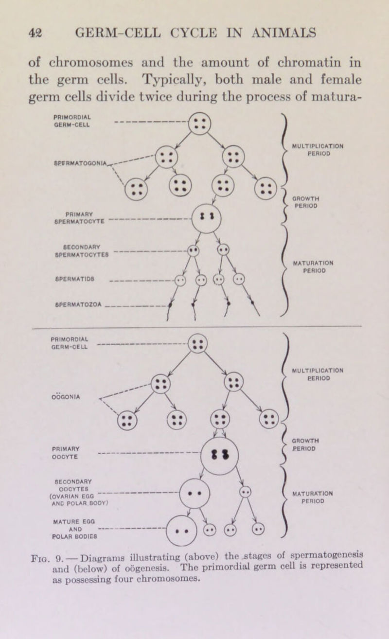 of chromosomes and the amount of chromatin in the germ cells. Typically, both male and female germ cells divide twice during the process of matura- ( MULTIPLICATION PERIOO GROWTH PERIOD MATURATION PERIOD MULTIPLICATION PERIOD GROWTH PERIOD MATURATION PERIOD Fio. 9. — Diagrams illustrating (above) the .stages of spermatogenesis and (below) of oogenesis. The primordial germ cell is represented as possessing four chromosomes.