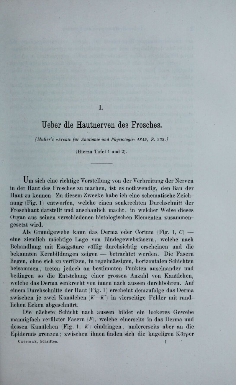 lieber die Hautnerven des Frosches. [Müller’s »Archiv für Anatomie und Physiologie« 1849, S. 252.] (Hierzu Tafel 1 und 2). Um sich eine richtige Vorstellung von der Verbreitung der Nerven in der Haut des Frosches zu machen, ist es nothwendig, den Bau der Haut zu kennen. Zu diesem Zwecke habe ich eine schematische Zeich- nung (Fig. 1) entworfen, welche einen senkrechten Durchschnitt der Froschhaut darstellt und anschaulich macht, in welcher Weise dieses Organ aus seinen verschiedenen histologischen Elementen zusammen- gesetzt wird. Als Grrundgewebe kann das Derma oder Corium (Fig. 1,0) — eine ziemlich mächtige Lage von Bindegewebsfasern, welche nach Behandlung mit Essigsäure völlig durchsichtig erscheinen und die bekannten Kernbildungen zeigen — betrachtet werden. Die Fasern liegen, ohne sich zu verfilzen, in regelmässigen, horizontalen Schichten beisammen, treten jedoch an bestimmten Punkten auseinander und bedingen so die Entstehung einer grossen Anzahl von Kanälchen, welche das Derma senkrecht von innen nach aussen durchbohren. Auf einem Durchschnitte der Haut (Fig. 1) erscheint demzufolge das Derma zwischen je zwei Kanälchen A'—A') in vierseitige Felder mit rund- lichen Ecken abgesckniirt. Die nächste Schicht nach aussen bildet ein lockeres Gewebe mannigfach verfilzter Fasern (F), Avelche einerseits in das Derma und dessen Kanälchen (Fig. 1, K) eindringen, andererseits aber an die Epidermis grenzen: zwischen ihnen finden sich die kugeligen Körper Czermak, Schriften. \
