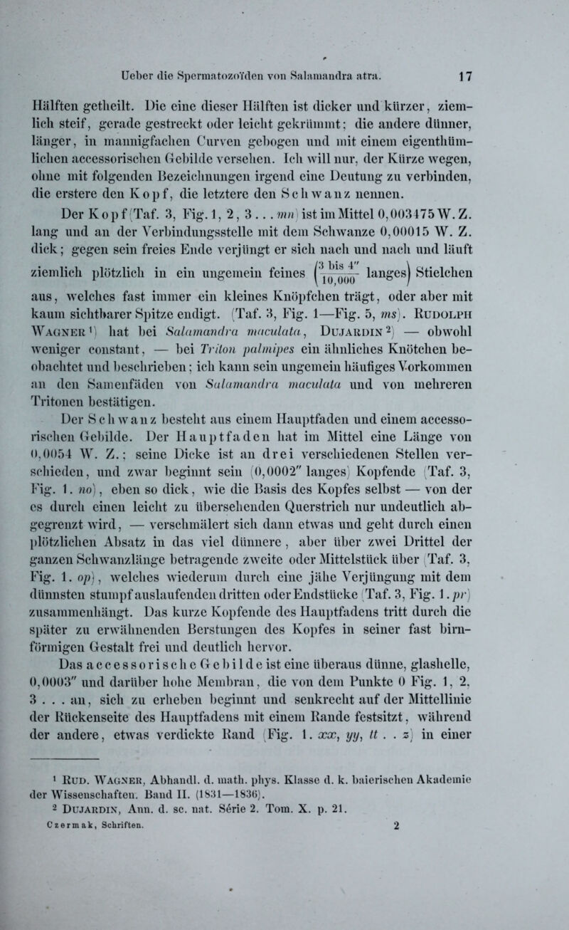 Hälften getheilt. Die eine dieser Hälften ist dicker und kürzer, ziem- lich steif, gerade gestreckt oder leicht gekrümmt; die andere dünner, länger, in mannigfachen Curven gebogen und mit einem eigentüm- lichen accessorischen Gebilde versehen. Ich will nur, der Kürze wegen, ohne mit folgenden Bezeichnungen irgend eine Deutung zu verbinden, die erstere den Kopf, die letztere den Schwanz nennen. Der Kopf (Taf. 3, Fig. 1, 2, 3 ... mn) ist im Mittel 0,003475 W. Z. lang und an der Verbindungsstelle mit dem Schwänze 0,00015 W. Z. dick; gegen sein freies Ende verjüngt er sich nach und nach und läuft ziemlich plötzlich in ein ungemein feines ( ^ y lan£es) Stielchen aus, welches fast immer ein kleines Knöpfchen trägt, oder aber mit kaum sichtbarer Spitze endigt. (Taf. 3, Fig. 1—Fig. 5, ms). Rudolph Wagner1) hat hei Salamandra maculata, Dujardin2) — obwohl weniger constant, — bei Triton palmipes ein ähnliches Knötchen be- obachtet und beschrieben; ich kann sein ungemein häufiges Vorkommen an den Samenfäden von Salamandra maculata und von mehreren Tritonen bestätigen. Der Schwanz besteht aus einem Hauptfaden und einem accesso- rischen Gebilde. Der Hauptfaden hat im Mittel eine Länge von 0,0054 W. Z.; seine Dicke ist an drei verschiedenen Stellen ver- schieden, und zwar beginnt sein (0,0002 langes) Kopfende (Taf. 3, Fig. 1. no), eben so dick, wie die Basis des Kopfes selbst — von der cs durch einen leicht zu übersehenden Querstrich nur undeutlich ab- gegrenzt wird, — verschmälert sich dann etwas und geht durch einen plötzlichen Absatz in das viel dünnere , aber über zwei Drittel der ganzen Schwanzlänge betragende zweite oder Mittelstück über Taf. 3, Fig. 1. op), welches wiederum durch eine jähe Verjüngung mit dem dünnsten stumpf auslaufenden dritten oder Endstücke Taf. 3, Fig. 1 .pr) zusammenhängt. Das kurze Kopfende des Hauptfadens tritt durch die später zu erwähnenden Berstungen des Kopfes in seiner fast bim- förmigen Gestalt frei und deutlich hervor. Das a c c e s s o r i s c h e G e b i 1 d e ist eine überaus dünne, glashellc, 0,0003 und darüber hohe Membran, die von dem Punkte 0 Fig. 1, 2. 3 . . . an, sich zu erheben beginnt und senkrecht auf der Mittellinie der Rückenseite des Hauptfadens mit einem Rande festsitzt, während der andere, etwas verdickte Rand (Fig. 1. xx, yy, tt . . z) in einer 1 Rud. Wagner, Abhandl. d. math. phys. Klasse d. k. baierischen Akademie der Wissenschaften. Band II. (1831—1836). 2 Dujardin, Ann. d. sc. nat. S6rie 2. Tom. X. p. 21. Czermak, Schriften. 2