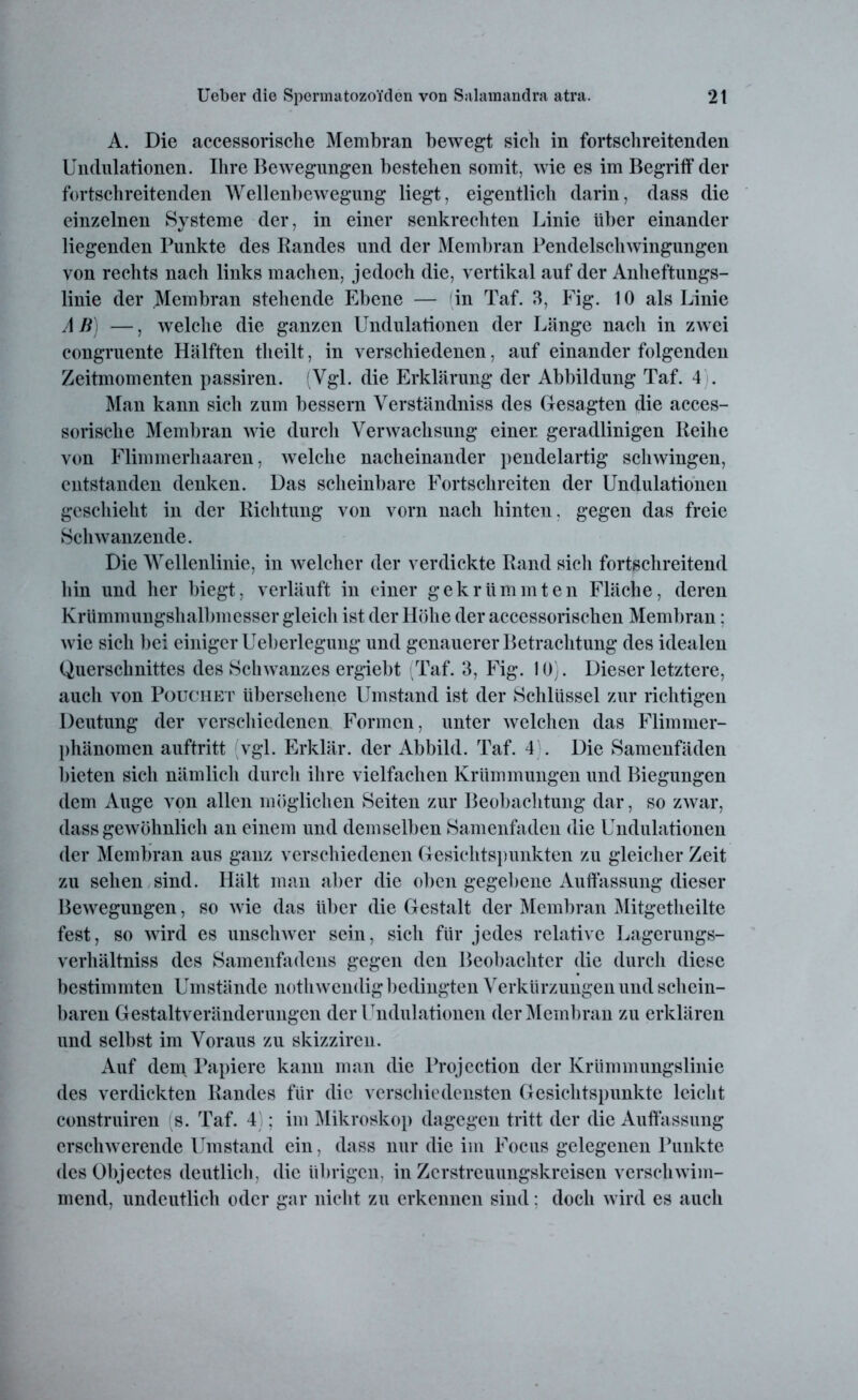 A. Die accessorische Membran bewegt sich in fortschreitenden Undulationen. Ihre Bewegungen bestehen somit, wie es im Begriff der fortschreitenden Wellenbewegung liegt, eigentlich darin, dass die einzelnen Systeme der, in einer senkrechten Linie über einander liegenden Punkte des Randes und der Membran Pendelschwingungen von rechts nach links machen, jedoch die, vertikal auf der Anheftungs- linie der .Membran stehende Ebene — in Taf. 3, Fig. 10 als Linie AB) —, welche die ganzen Undulationen der Länge nach in zwei congruente Hälften tlieilt, in verschiedenen, auf einander folgenden Zeitmomenten passiren. (Vgl. die Erklärung der Abbildung Taf. 4). Man kann sich zum bessern Verständniss des Gesagten die acces- sorische Membran wie durch Verwachsung einer, geradlinigen Reihe von Flimmerhaaren, welche nacheinander pendelartig schwingen, entstanden denken. Das scheinbare Fortschreiten der Undulationen geschieht in der Richtung von vorn nach hinten, gegen das freie Schwanz ende. Die Wellenlinie, in welcher der verdickte Rand sicli fortschreitend hin und her biegt, verläuft in einer gekrümmten Fläche, deren Krümmungshalbmesser gleich ist der Höhe der accessorischen Membran: wie sich bei einiger Ueberlegung und genauerer Betrachtung des idealen Querschnittes des Schwanzes ergiebt (Taf. 3, Fig. 10). Dieser letztere, auch von Pouchet übersehene Umstand ist der Schlüssel zur richtigen Deutung der verschiedenen Formen, unter welchen das Flimmer- phänomen auftritt vgl. Erklär, der Abbild. Taf. 4 . Die Samenfäden bieten sich nämlich durch ihre vielfachen Krümmungen und Biegungen dem Auge von allen möglichen Seiten zur Beobachtung dar, so zwar, dass gewöhnlich an einem und demselben Samenfaden die Undulationen der Membran aus ganz verschiedenen Gesichtspunkten zu gleicher Zeit zu sehen sind. Hält man aber die oben gegebene Auffassung dieser Bewegungen, so wie das über die Gestalt der Membran Mitgetheilte fest, so wird es unschwer sein, sich für jedes relative Lagerungs- verhältniss des Samenfadens gegen den Beobachter die durch diese bestimmten Umstände nothwendig bedingten Verkürzungen und schein- baren Gestaltveränderungen der Undulationen der Membran zu erklären und selbst im Voraus zu skizziren. Auf dem Papiere kann man die Projection der Krümmungslinie des verdickten Randes für die verschiedensten Gesichtspunkte leicht construiren s. Taf. 4 ; im Mikroskop dagegen tritt der die Auffassung erschwerende Umstand ein, dass nur die im Focus gelegenen Punkte des Objectes deutlich, die übrigen, in Zerstreuungskreisen verschwim- mend, undeutlich oder gar nicht zu erkennen sind: doch wird es auch