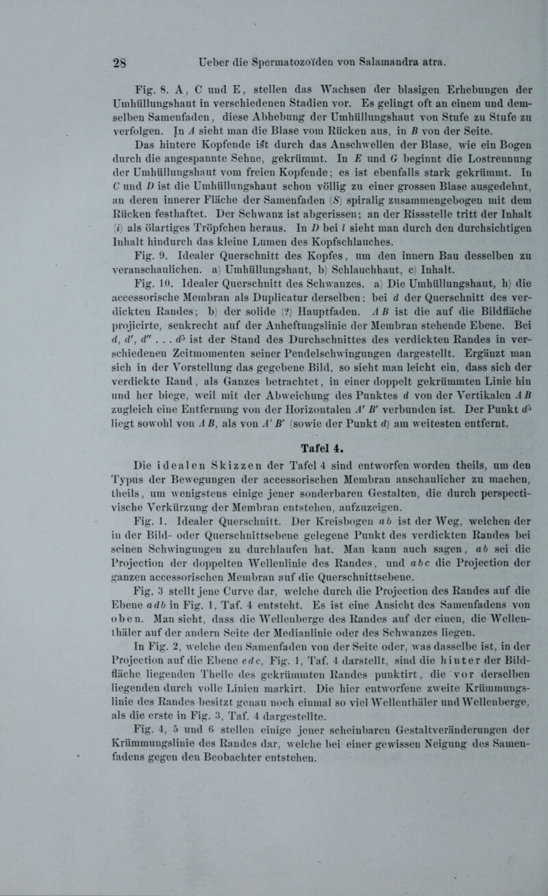 Fig. 8. A, C und E, stellen das Wachsen der blasigen Erhebungen der Umhiillungshaut in verschiedenen Stadien vor. Es gelingt oft an einem und dem- selben Samenfaden , diese Abhebung der Umhüllungshaut von Stufe zu Stufe zu verfolgen. In A sieht man die Blase vom Rücken aus, in B von der Seite. Das hintere Kopfende i£t durch das Anschwellen der Blase, wie ein Bogen durch die angespannte Sehne, gekrümmt. In E und G beginnt die Lostrennung der Umhüllungshaut vom freien Kopfende; es ist ebenfalls stark gekrümmt. In C und D ist die Umhiillungshaut schon völlig zu einer grossen Blase ausgedehnt, an deren innerer Fläche der Samenfaden (S) spiralig zusammengebogen mit dem Rücken festhaftet. Der Schwanz ist abgerissen; an der Rissstelle tritt der Inhalt (*) als ölartiges Tröpfchen heraus. In D bei l sieht man durch den durchsichtigen Inhalt hindurch das kleine Lumen des Kopfschlauches. Fig. 9. Idealer Querschnitt des Kopfes, um den innern Bau desselben zu veranschaulichen, a) Umhüllungshaut, b) Schlauchhaut, c) Inhalt. Fig. 10. Idealer Querschnitt des Schwanzes, a; Die Umhüllungshaut, h) die accessorische Membran als Duplicatur derselben; bei d der Querschnitt des ver- dickten Randes; b) der solide (?) Hauptfaden. AB ist die auf die Bildfläche projicirte, senkrecht auf der Anheftungslinie der Membran stehende Ebene. Bei d, d', d . . . d5 ist der Stand des Durchschnittes des verdickten Randes in ver- schiedenen Zeitmomenten seiner Pendelschwingungen dargestellt. Ergänzt man sich in der Vorstellung das gegebene Bild, so sieht man leicht ein, dass sich der verdickte Rand, als Ganzes betrachtet, in einer doppelt gekrümmten Linie hin und her biege, weil mit der Abweichung des Punktes d von der Vertikalen AB zugleich eine Entfernung von der Horizontalen A' B' verbunden ist. Der Punkt d5 liegt sowohl von A B, als von A' B' (sowie der Punkt d) am weitesten entfernt. Tafel 4. Die idealen Skizzen der Tafel 4 sind entworfen worden theils, um den Typus der Bewegungen der accessorischen Membran anschaulicher zu machen, theils, um wenigstens einige jener sonderbaren Gestalten, die durch perspecti- vische Verkürzung der Membran entstehen, aufzuzeigen. Fig. 1. Idealer Querschnitt. Der Kreisbogen ab ist der Weg, weichender in der Bild- oder Querschnittsebene gelegene Punkt des verdickten Randes bei seinen Schwingungen zu durchlaufen hat. Man kann auch sagen, ab sei die Projection der doppelten Wellenlinie des Randes, und abc die Projection der ganzen accessorischen Membran auf die Querschnittsebene. Fig. 3 stellt jene Curve dar, welche durch die Projection des Randes auf die Ebene adb in Fig. 1, Taf. 4 entsteht. Es ist eine Ansicht des Samenfadens von oben. Man sieht, dass die Wellenberge des Randes auf der einen, die Wellen- thäler auf der andern Seite der Medianlinie oder des Schwanzes liegen. In Fig. 2, welche den Samenfaden von der Seite oder, was dasselbe ist, in der Projection auf die Ebene edc, Fig. 1, Taf. 4 darstellt, sind die hinter der Bild- fläche liegenden Theile des gekrümmten Randes punktirt, die vor derselben liegenden durch volle Linien markirt. Die hier entworfene zweite Krümmungs- linie des Randes besitzt geuau noch einmal so viel Wellentliäler und Wellenberge, als die erste in Fig. 3, Taf. 4 dargestellte. Fig. 4, 5 und 6 stellen einige jener scheinbaren Gestaltveränderungen der Krümmuugslinie des Randes dar, welche bei einer gewissen Neigung des Samen- fadens gegen den Beobachter entstehen.