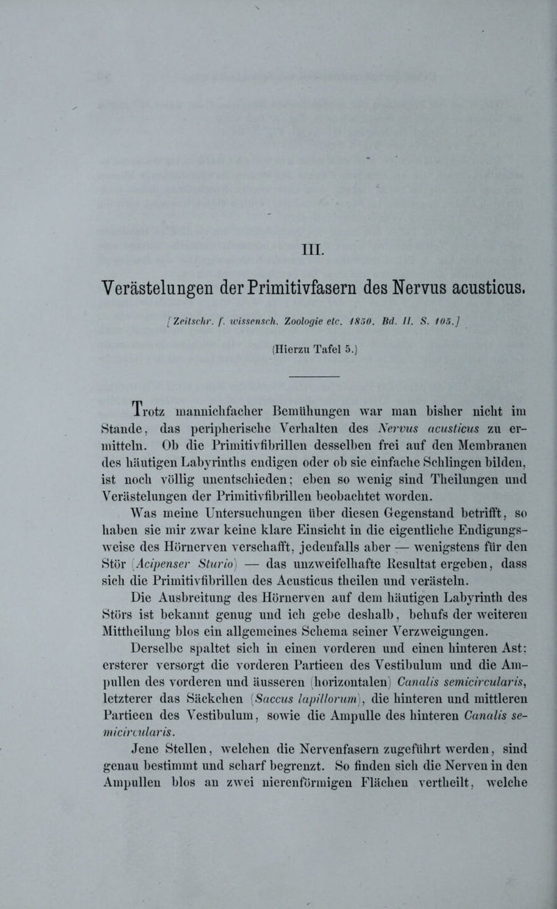 III. Verästelungen der Primitivfasern des Nervus acusticus. [Zeitschr. f. wissensch. Zoologie etc. 4850. Bd. II. S. 105.] (Hierzu Tafel 5.) Trotz mannickfacher Bemühungen war man bisher nicht im Stande, das peripherische Verhalten des Nervus acusticus zu er- mitteln. Ob die Primitivfibrillen desselben frei auf den Membranen des häutigen Labyrinths endigen oder ob sie einfache Schlingen bilden, ist noch völlig unentschieden; eben so wenig sind Theilungen und Verästelungen der Primitivfibrillen beobachtet worden. Was meine Untersuchungen über diesen Gegenstand betrifft, so haben sie mir zwar keine klare Einsicht in die eigentliche Endigungs- weise des Hörnerven verschafft, jedenfalls aber — wenigstens für den Stör (Acipenser Sturio) — das unzweifelhafte Resultat ergeben, dass sich die Primitivfibrillen des Acusticus theilen und verästeln. Die Ausbreitung des Hörnerven auf dem häutigen Labyrinth des Störs ist bekannt genug und ich gebe deshalb, behufs der weiteren Mittheilung blos ein allgemeines Schema seiner Verzweigungen. Derselbe spaltet sich in einen vorderen und einen hinteren Ast: ersterer versorgt die vorderen Partieen des Vestibulum und die Am- pullen des vorderen und äusseren (horizontalen) Canalis semicircularis, letzterer das Säckchen (Saccus lapillorum), die hinteren und mittleren Partieen des Vestibulum, sowie die Ampulle des hinteren Canalis se- micircularis. Jene Stellen, welchen die Nervenfasern zugeführt werden, sind genau bestimmt und scharf begrenzt. So finden sich die Nerven in den Ampullen blos an zwei nierenförmigen Flächen vertheilt, welche