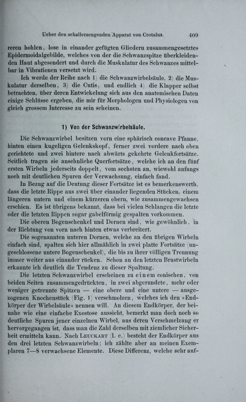 reren hohlen, lose in einander gefügten Gliedern zusammengesetztes Epidermoidalgebilde, welches von der die Schwanzspitze überkleiden- den Haut abgesondert und durch die Muskulatur des Schwanzes mittel- bar in Vibrationen versetzt wird. Ich werde der Reihe nach 1) die Schwanzwirbelsäule, 2) die Mus- kulatur derselben, 3) die Cutis, und endlich 4) die Klapper selbst betrachten, über deren Entwickelung sich aus den anatomischen Daten einige Schlüsse ergeben, die mir für Morphologen und Physiologen von gleich grossem Interesse zu sein scheinen. 1) Von der Schwanzw[rbelsäule. Die Schwanzwirbel besitzen vorn eine sphärisch concave Pfanne, hinten einen kugeligen Gelenkskopf, ferner zwei vordere nach oben gerichtete und zwei hintere nach abwärts gekehrte Gelenkfortsätze. Seitlich tragen sie ansehnliche Querfortsätze, welche ich an den fünf ersten Wirbeln jederseits doppelt, vom sechsten an, wiewohl anfangs noch mit deutlichen Spuren der Verwachsung, einfach fand. In Bezug auf die Deutung dieser Fortsätze ist es bemerkenswerth, dass die letzte Rippe aus zwei über einander liegenden Stücken, einem längeren untern und einem kürzeren obern, wie zusammengewachsen erschien. Es ist übrigens bekannt, dass bei vielen Schlangen die letzte oder die letzten Rippen sogar gabelförmig gespalten Vorkommen. Die oberen Bogenschenkel und Dornen sind, wie gewöhnlich, in der Richtung von vorn nach hinten etwas verbreitert. Die sogenannten unteren Dornen, welche an den übrigen Wirbeln einfach sind, spalten sich hier allmählich in zwei platte Fortsätze (un- geschlossene untere Bogenschenkel), die bis zu ihrer völligen Trennung immer weiter aus einander rücken. Schon an den letzten Brustwirbeln erkannte ich deutlich die Tendenz zu dieser Spaltung. Die letzten Sch wanzwirbel erscheinen zu einem conischen, von beiden Seiten zusammengedrückten, in zwei abgerundete, mehr oder weniger getrennte Spitzen — eine obere und eine untere — ausge- zogenen Knochenstück (Fig. 1) verschmolzen, welches ich den »End- körper der Wirbelsäule« nennen will. An diesem Endkörper, der bei- nahe wie eine einfache Exostose aussieht, bemerkt man doch noch so deutliche Spuren jener einzelnen Wirbel, aus deren Verschmelzung er hervorgegangen ist, dass man die Zahl derselben mit ziemlicher Sicher- heit ermitteln kann. Nach Leuckart (1. c.) besteht der Endkörper aus den drei letzten Schwanzwirbeln; ich zählte aber an meinen Exem- plaren 7—8 verwachsene Elemente. Diese Differenz, welche sehr auf-