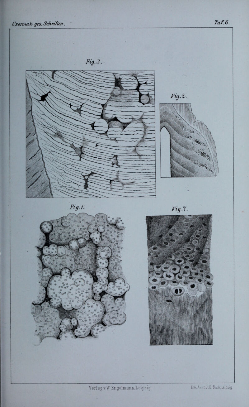 Fig.3. Ficf.%. L