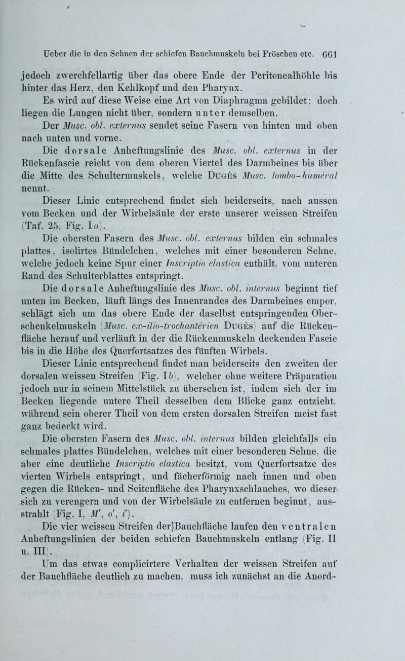 jedoch zwerchfellartig über das obere Ende der Peritonealhöhle bis hinter das Herz, den Kehlkopf und den Pharynx. Es wird auf diese Weise eine Art von Diaphragma gebildet: doch liegen die Lungen nicht über, sondern unter demselben. Der Muse. obl. externus sendet seine Fasern von hinten und oben nach unten und vorne. Die dorsale Anheftungslinie des Muse. obl. externus in der Riickenfascie reicht von dem oberen Viertel des Darmbeines bis über die Mitte des Schultermuskels, welche Duges Muse, lombo-humeral nennt. Dieser Linie entsprechend findet sich beiderseits, nach aussen vom Becken und der Wirbelsäule der erste unserer weissen Streifen (Taf. 25, Fig. I«). Die obersten Fasern des Muse. obl. externus bilden ein schmales plattes, isolirtes Bündelchen, welches mit einer besonderen Sehne, welche jedoch keine Spur einer Inscriptio elastica enthält, vom unteren Rand des Schulterblattes entspringt. Die dorsale Anheftungslinie des Muse. obl. internus beginnt tief' unten im Becken, läuft längs des Innenrandes des Darmbeines empor, schlägt sich um das obere Ende der daselbst entspringenden Ober- schenkelmuskeln [Muse, ex-ilio-trochanterien Duges) auf die Rücken- fläche herauf und verläuft in der die Rückenmuskeln deckenden Fascie bis in die Höhe des Querfortsatzes des fünften Wirbels. Dieser Linie entsprechend findet man beiderseits den zweiten der dorsalen weissen Streifen (Fig. 15), welcher ohne weitere Präparation jedoch nur in seinem Mittelstück zu übersehen ist, indem sich der im Becken liegende untere Theil desselben dem Blicke ganz entzieht, während sein oberer Theil von dem ersten dorsalen Streifen meist fast ganz bedeckt wird. Die obersten Fasern des Muse. obl. internus bilden gleichfalls ein schmales plattes Bündelchen, welches mit einer besonderen Sehne, die aber eine deutliche Inscriptio elastica besitzt, vom Querfortsatze des vierten Wirbels entspringt, und fächerförmig nach innen und oben gegen die Rücken- und Seitenfläche des Pharynxschlauches, wo dieser sich zu verengern und von der Wirbelsäule zu entfernen beginnt, aus- strahlt (Fig. I, M\ o', i'). Die vier weissen Streifen derfBauchfläche laufen den ventralen Anheftxxngslinien der beiden schiefen Bauchmuskeln entlang Fig. II u. HI). Um das etwas complicirtere Verhalten der weissen Streifen auf der Bauchfläche deutlich zu machen, muss ich zunächst an die Anord-