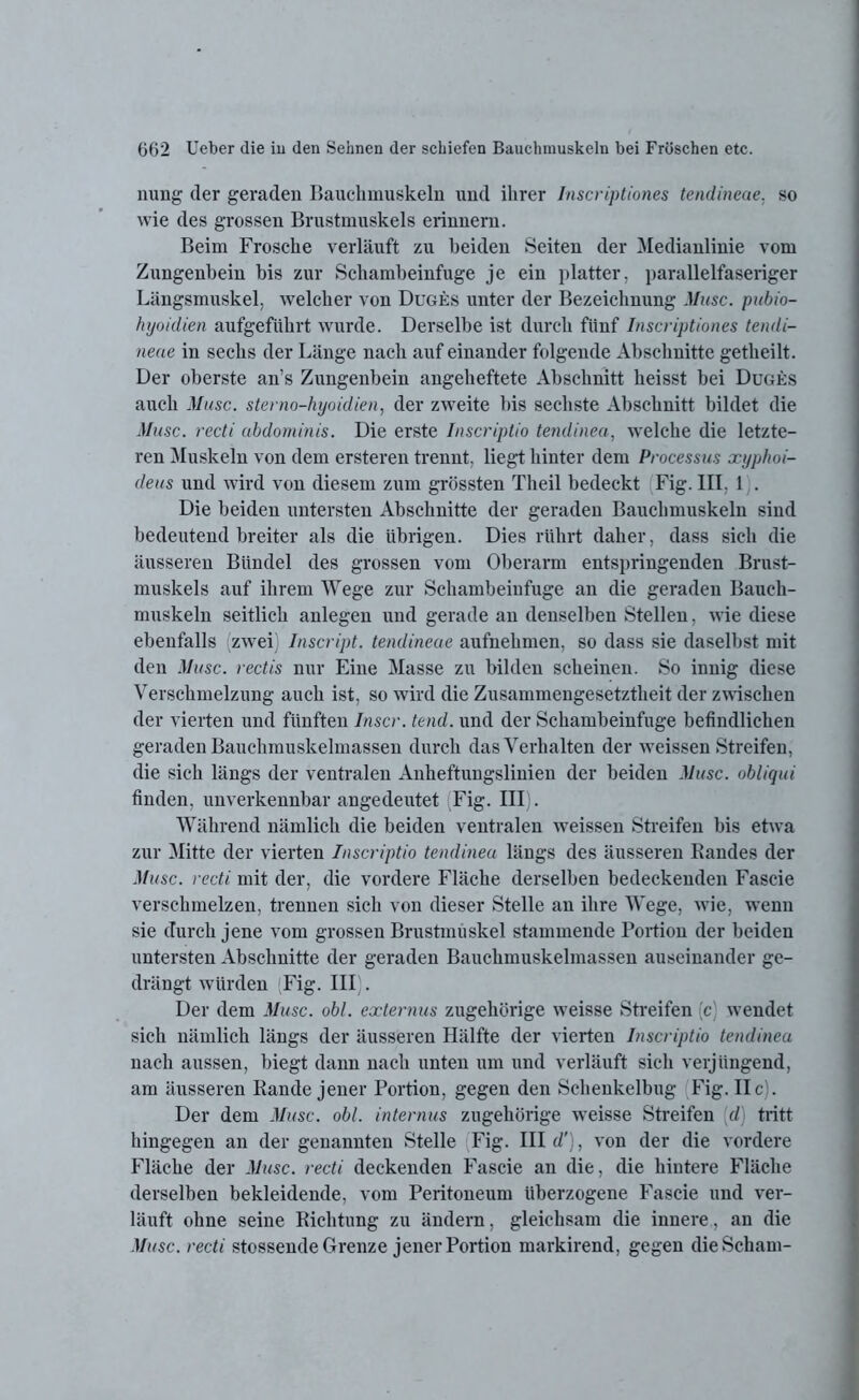 nung der geraden Bauchmuskeln und ihrer Inscriptiones tendineae. so wie des grossen Brustmuskels erinnern. Beim Frosche verläuft zu beiden Seiten der Medianlinie vom Zungenbein bis zur Schambeinfuge je ein platter, parallelfaseriger Längsmuskel, welcher von Duges unter der Bezeichnung Muse, pubio- hyoidien aufgeführt wurde. Derselbe ist durch fünf Inscriptiones tendi- neae in sechs der Länge nach auf einander folgende Abschnitte getheilt. Der oberste an’s Zungenbein angeheftete Abschnitt heisst bei Duges auch Muse, sterno-hyoidien, der zweite bis sechste Abschnitt bildet die Muse, recti abdominis. Die erste Inscriptio tendinea, welche die letzte- ren Muskeln von dem ersteren trennt, liegt hinter dem Processus xyphoi- deus und wird von diesem zum grössten Theil bedeckt Fig. III. 1 . Die beiden untersten Abschnitte der geraden Bauchmuskeln sind bedeutend breiter als die übrigen. Dies rührt daher, dass sich die äusseren Bündel des grossen vom Oberarm entspringenden Brust- muskels auf ihrem Wege zur Schambeinfuge an die geraden Bauch- muskeln seitlich anlegen und gerade an denselben Stellen, wie diese ebenfalls (zwei) Inscript, tendineae aufnehmen, so dass sie daselbst mit den Muse, rectis nur Eine Masse zu bilden scheinen. So innig diese Verschmelzung auch ist, so wird die Zusammengesetztheit der zwischen der vierten und fünften Inscr. tend. und der Schambeinfuge befindlichen geraden Bauchmuskelmassen durch das Verhalten der weissen Streifen, die sich längs der ventralen Anheftungslinien der beiden Muse, obliqui finden, unverkennbar angedeutet Fig. III). Während nämlich die beiden ventralen weissen Streifen bis etwa zur Mitte der vierten Inscriptio tendinea längs des äusseren Randes der Muse, recti mit der, die vordere Fläche derselben bedeckenden Fascie verschmelzen, trennen sich von dieser Stelle an ihre Wege, wie, wenn sie durch jene vom grossen Brustmuskel stammende Portion der beiden untersten Abschnitte der geraden Bauchmuskelmassen auseinander ge- drängt würden Fig. III . Der dem Muse. obl. externus zugehörige weisse Streifen c wendet sich nämlich längs der äusseren Hälfte der vierten Inscriptio tendinea nach aussen, biegt dann nach unten um und verläuft sich verjüngend, am äusseren Rande jener Portion, gegen den Schenkelbug Fig. II cj. Der dem Muse. obl. internus zugehörige weisse Streifen d) tritt hingegen an der genannten Stelle Fig. III d'), von der die vordere Fläche der Muse, recti deckenden Fascie an die, die hintere Fläche derselben bekleidende, vom Peritoneum überzogene Fascie und ver- läuft ohne seine Richtung zu ändern, gleichsam die innere, an die Muse, recti stossende Grenze jener Portion markirend, gegen die Scham-