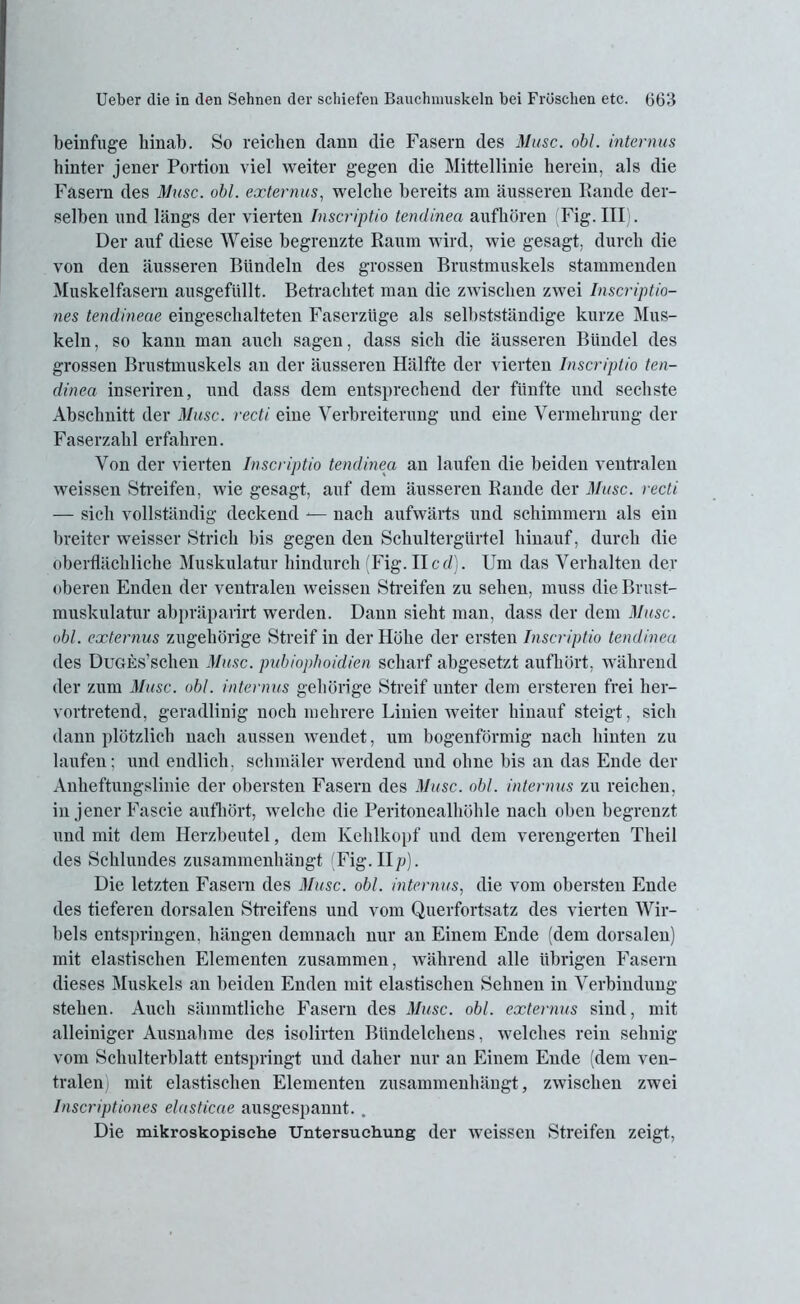 beinfuge hinab. So reichen dann die Fasern des Muse. obl. internus hinter jener Portion viel weiter gegen die Mittellinie herein, als die Fasern des Muse. obl. externus, welche bereits am äusseren Rande der- selben und längs der vierten Inscriptio tendinea aufhören Fig. IIP). Der auf diese Weise begrenzte Raum wird, wie gesagt, durch die von den äusseren Bündeln des grossen Brustmuskels stammenden Muskelfasern ausgefüllt. Betrachtet man die zwischen zwei Inscriptio- nes tendmeae eingeschalteten Faserzüge als selbstständige kurze Mus- keln, so kann man auch sagen, dass sich die äusseren Bündel des grossen Brustmuskels an der äusseren Hälfte der vierten Inscriptio ten- dinea inseriren, und dass dem entsprechend der fünfte und sechste Abschnitt der Muse, recti eine Verbreiterung und eine Vermehrung der Faserzahl erfahren. Von der vierten Inscriptio tendinea an laufen die beiden ventralen weissen Streifen, wie gesagt, auf dem äusseren Rande der Muse, recti — sich vollständig deckend — nach aufwärts und schimmern als ein breiter weisser Strich bis gegen den Schultergürtel hinauf, durch die oberflächliche Muskulatur hindurch (Fig. IIcd). Um das Verhalten der oberen Enden der ventralen weissen Streifen zu sehen, muss die Brust- muskulatur abpräparirt werden. Dann sieht man, dass der dem Muse, obl. externus zugehörige Streif in der Höhe der ersten Inscriptio tendinea des DuGEs’schen Muse, pubiophoidien scharf abgesetzt aufhört, während der zum Muse. obl. internus gehörige Streif unter dem ersteren frei her- vortretend, geradlinig noch mehrere Linien weiter hinauf steigt, sich dann plötzlich nach aussen wendet, um bogenförmig nach hinten zu laufen; und endlich, schmäler werdend und ohne bis an das Ende der Anheftungslinie der obersten Fasern des Muse. obl. internus zu reichen, in jener Fascie aufhört, welche die Peritonealhöhle nach oben begrenzt und mit dem Herzbeutel, dem Kehlkopf und dem verengerten Theil des Schlundes zusammenhängt (Fig.IIp). Die letzten Fasern des Muse. obl. internus, die vom obersten Ende des tieferen dorsalen Streifens und vom Querfortsatz des vierten Wir- bels entspringen, hängen demnach nur an Einem Ende (dem dorsalen) mit elastischen Elementen zusammen, während alle übrigen Fasern dieses Muskels an beiden Enden mit elastischen Sehnen in Verbindung stehen. Auch sämmtliche Fasern des Muse. obl. externus sind, mit alleiniger Ausnahme des isolirten Biindelchens, welches rein sehnig vom Schulterblatt entspringt und daher nur an Einem Ende (dem ven- tralen) mit elastischen Elementen zusammenhängt, zwischen zwei Inscriptiones elasticae ausgespannt. , Die mikroskopische Untersuchung der weissen Streifen zeigt.