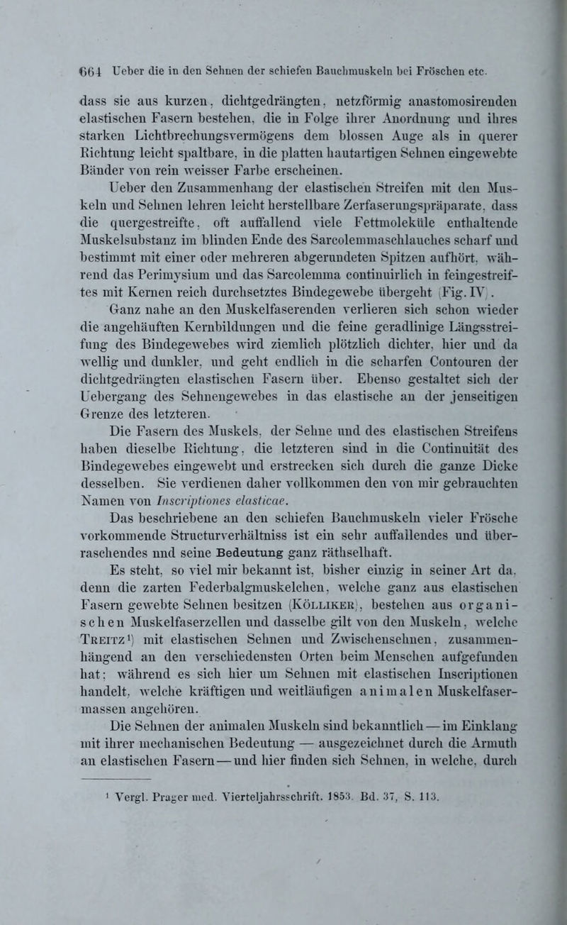 dass sie aus kurzen, dichtgedrängten, netzförmig anastomosirenden elastischen Fasern bestehen, die in Folge ihrer Anordnung und ihres starken Lichtbrechungsvermögens dem blossen Auge als in querer Richtung leicht spaltbare, in die platten hautartigen Sehnen eingewebte Bänder von rein weisser Farbe erscheinen. Ueber den Zusammenhang der elastischen Streifen mit den Mus- keln und Sehnen lehren leicht herstellbare Zerfaserungspräparate, dass die quergestreifte, oft auffallend viele Fettmoleküle enthaltende Muskelsubstanz im blinden Ende des Sarcolemmaschlauckes scharf und bestimmt mit einer oder mehreren abgerundeten Spitzen aufhört, wäh- rend das Perimysium und das Sarcolemma continuirlich in feingestreif- tes mit Kernen reich durchsetztes Bindegewebe übergeht Fig. IV . Ganz nahe an den Muskelfaserenden verlieren sich schon wieder die angehäuften Kernbildungen und die feine geradlinige Längsstrei- fung des Bindegewebes wird ziemlich plötzlich dichter, hier und da wellig und dunkler, und geht endlich in die scharfen Contouren der dichtgedrängten elastischen Fasern über. Ebenso gestaltet sich der Uebergang des Selmengewebes in das elastische an der jenseitigen Grenze des letzteren. Die Fasern des Muskels, der Sehne und des elastischen Streifens haben dieselbe Richtung, die letzteren sind in die Continuität des Bindegewebes eingewebt und erstrecken sich durch die ganze Dicke desselben. Sie verdienen daher vollkommen den von mir gebrauchten Kamen von Inscriptiones elasticae. Das beschriebene an den schiefen Bauchmuskeln vieler Frösche vorkommende Structurverhältniss ist ein sehr auffallendes und über- raschendes nnd seine Bedeutung ganz räthselhaft. Es steht, so viel mir bekannt ist, bisher einzig in seiner Art da. denn die zarten Federbalgmuskelchen, welche ganz aus elastischen Fasern gewebte Sehnen besitzen (Kölliker), bestehen aus organi- schen Muskelfaserzellen und dasselbe gilt von den Muskeln. welche Treitz1) mit elastischen Sehnen und Zwischensehnen, zusammen- hängend an den verschiedensten Orten beim Menschen aufgefunden hat: während es sich hier um Sehnen mit elastischen Inscriptionen handelt, welche kräftigen und weitläufigen animalen Muskelfaser- massen angehören. Die Sehnen der animalen Muskeln sind bekanntlich — im Einklang mit ihrer mechanischen Bedeutung — ausgezeichnet durch die Armuth an elastischen Fasern—und hier finden sich Sehnen, in welche, durch