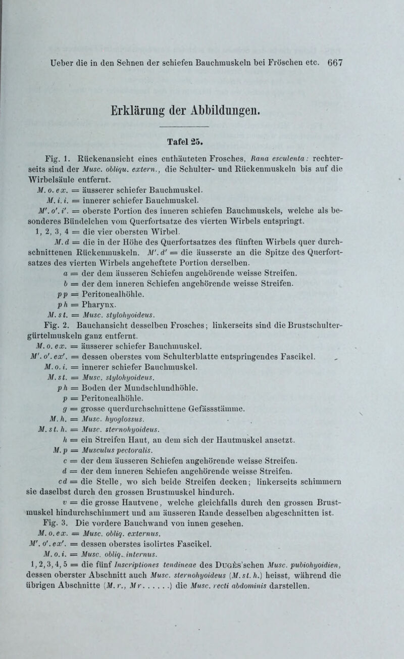 Erklärung der Abbildungen. Tafel 25. Fig. 1. Riickenansicht eines enthäuteten Frosches, Rana esculenta: rechter- seits sind der Muse, ohliqu. extern., die Schulter- und RUckenmuskeln bis auf die Wirbelsäule entfernt. M. o. ex. = äusserer schiefer Bauchmuskel. M. i. i. = innerer schiefer Bauchmuskel. M'.o'.i'. = oberste Portion des inneren schiefen Bauchmuskels, welche als be- sonderes Bündelchen vom Querfortsatze des vierten Wirbels entspringt. 1, 2, 3, 4 = die vier obersten Wirbel. M. cl = die in der Höhe des Querfortsatzes des fünften Wirbels quer durch- schnittenen RUckenmuskeln. M'. d' = die äusserste an die Spitze des Querfort- satzes des vierten Wirbels angeheftete Portion derselben. a = der dem äusseren Schiefen angehörende weisse Streifen. b = der dem inneren Schiefen angehörende weisse Streifen. pp = Peritonealhöhle. ph = Pharynx. M.st. = Muse, stylohyoideus. Fig. 2. Bauchansicht desselben Frosches; linkerseits sind die Brustschulter- gürtelmuskeln ganz entfernt. M.o. ex. = äusserer schiefer Bauchmuskel. M'.o'.ex'. = dessen oberstes vom Schulterblatte entspringendes Fascikel. M. o. i. = innerer schiefer Bauchmuskel. M.st. = Muse, stylohyoideus. ph = Boden der Mundschlundhöhle. p = Peritonealhöhle. g = grosse querdurchschnittene Gefässstämme. M. h. = Muse, hyoglossus. M. st. h. = Muse, stemohyoideus. h = ein Streifen Haut, an dem sich der Hautmuskel ansetzt. M. p = Musculus pectoralis. c = der dem äusseren Schiefen angehörende weisse Streifen. d = der dem inneren Schiefen angehörende weisse Streifen. cd = die Stelle, wo sich beide Streifen decken; linkerseits schimmern sie daselbst durch den grossen Brustmuskel hindurch. v = die grosse Hautvene, welche gleichfalls durch den grossen Brust- muskel hindurchschimmert und am äusseren Rande desselben abgeschnitten ist. Fig. 3. Die vordere Bauchwand von innen gesehen. M.o. ex. = Muse, obliq. externus. M'. o'.ex'. = dessen oberstes isolirtes Fascikel. M.o.i. = Muse, obliq. internus. 1,2,3,4, 5 = die fünf Inscriptiones tendineae des DuGBS’schen Muse, pubiohyoidien, dessen oberster Abschnitt auch Muse, stemohyoideus [M.st. h.) heisst, während die übrigen Abschnitte [M. r., Mr ) die Muse, recti abdominis darstellen.