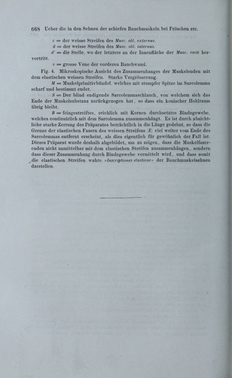 c = der weisse Streifen des Muse. obl. externus. d = der weisse Streifen des Muse. obl. internus. d' = die Stelle, wo der letztere an der Innenfläche der Muse, recti her- vortritt. v = grosse Vene der vorderen Bauchwand. Fig. 4. Mikroskopische Ausicht des Zusammenhanges der Muskelenden mit dem elastischen weissen Streifen. Starke Vergrösserung. M = Muskelprimitivbündel, welches mit stumpfer Spitze im Sarcolemma scharf und bestimmt endet. S = Der blind endigende Sarcolemmaschlauch, von welchem sich das Ende der Muskelsubstanz zurückgezogen hat, so dass ein konischer Hohlraum übrig bleibt. B = feingestreiftes, reichlich mit Kernen durchsetztes Bindegewebe, welches continuirlieh mit dem Sarcolemma zusammenhängt. Es ist durch absicht- liche starke Zerrung des Präparates beträchtlich in die Länge gedehnt, so dass die Grenze der elastischen Fasern des weissen Streifens Ej viel weiter vom Ende des Sarcolemmas entfernt erscheint, als dies eigentlich für gewöhnlich der Fall ist. Dieses Präparat wurde deshalb abgebildet, um zu zeigen, dass die Muskelfaser- enden nicht unmittelbar mit dem elastischen Streifen Zusammenhängen, sondern dass dieser Zusammenhang durch Bindegewebe vermittelt wird, und dass somit die elastischen Streifen wahre »Inscriptiones elasticae« der Bauchmuskelsehneu darstellen.