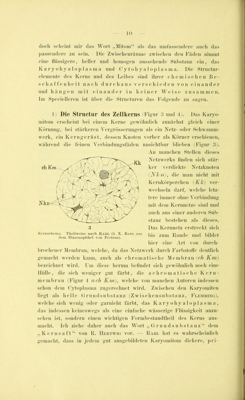 doch scheint mir das Wort „Mitom“ als das iiinfasseiidere auch das passendere zu sein. Die Zwischenräume zwischen den Fäden nimmt eine flüssigere, heller und homogen anssehende Substanz ein, das Karyohyaloplasma und Cy tohya loplasma. Die Structur- elemente des Kerns und des Leibes sind ihrer chemischen Be- schaffenheit nach durchaus verschieden von einander lind h ä ngen mit einan der in keine r Weise zu s a mm en. Im Specielleren ist über die Struetnren das Folgende zu sagen. 1) Die Structlir des Zellkerns (Figur ;j und 4). Das Karyo- mitom erscheint bei einem Kerne gewöhnlich zunächst gleich einer Körnung, bei stärkeren Yergrösserimgen als ein Netz- oder Schwamm- werk, ein Kerngerüst, dessen Knoten vorher als Körner erschienen, während die feinen Verbindungsfäden unsichtbar blieben (Figur 3). An manchen Stellen dieses Netzwerks finden sich stär- ker verdickte Netzknoten (W/.- yvj, die man nicht mit Kernkörperchen (Kk) ver- wechseln darf, welche letz- tere immer ohne Verbindung mit dem Kerimetze sind und auch aus einer anderen Sub- stanz bestehen als dieses. Das Kerunetz erstreckt sich bis zum Bande und bildet hier eine Art von dnreh- brochener Membran, welche, da das Netzwerk dnrcli Farbstoffe deutlich gemacht werden kann, auch als chromatische Membran ich Km) bezeichnet wird. Um diese herum befindet sich gewöhnlich noch eine Hülle , die sich weniger gut färbt, die a c h r o m a t i s c li e K e r n - membran (Figur 4 ach Km)^ welche von nianchen Autoren indessen schon dem Cytoplasma zugerechnet wird. Zwischen den Karyomiten liegt als helle Driindsubstanz (Zwischensubstaiiz, Flemming), welche sich wenig oder garnicht färbt, das Karyohyaloplasma, das indessen keineswegs als eine einfache wässerige Pdüssigkeit anzu- sehen ist, sondern einen wichtigen Formbestandtheil des Kerns ans- macht. Ich ziehe daher auch das Wort „ G r u n d s u b s t a n z “ dem „Kernsaft“ von K. Hertwig vor. — Babe hat es wahrscheinlich gemacht, dass in jedem gut ausgebildeten Karyomitom di(dvere, pri- Kernschema. Theilweise nach Rabl (5. X. Kern aus dem Blasenepithel von Proteus).