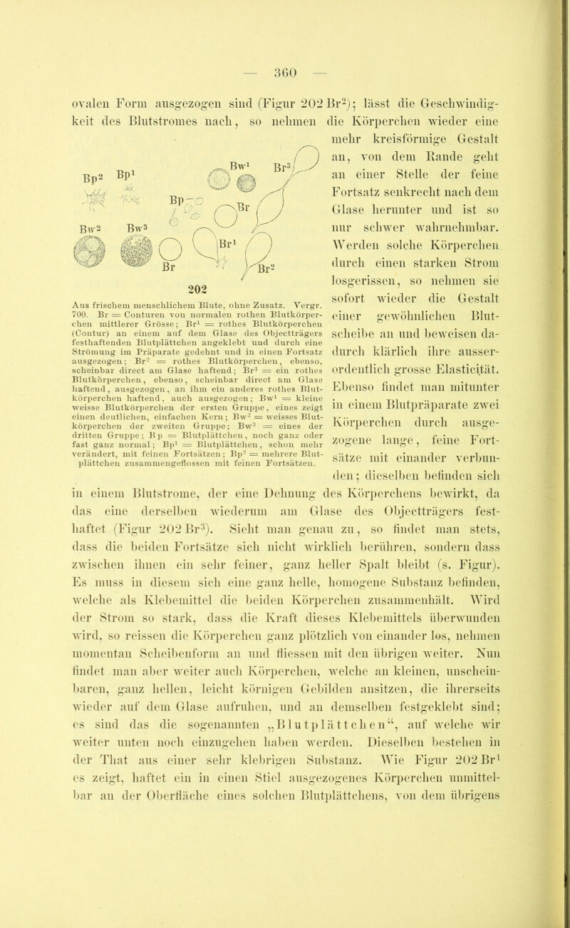 ovalen Form aiisgezogeii sind (Figur 202 Br^); lässt die Greschwindig- keit des Bliitstroines nach, so nehmen die Körperchen wieder eine mehr kreisförmige Gestalt an, von dem Rande geht an einer Stelle der feine Fortsatz senkrecht nach dem Glase herunter und ist so nur schwer wahrnehmbar. Werden solche Körperchen durch einen starken Strom losgerissen, so nehmen sie sofort wieder die Gestalt einer gewöhnlichen Blut- scheibe an und beweisen da- durch klärlich ihre ausser- ordentlich grosse Elasticität. Ebenso hndet man mitunter in einem Blutpräparate zwei Körperchen durch ausge- zogene lange, feine Fort- sätze mit einander verbun- den ; dieselben befinden sich in einem Blutstrome, der eine Dehnung des Körperchens bewirkt, da das eine derselben wiederum am Glase des Objectträgers fest- haftet (Figur 202 Br^). Sieht man genau zu, so findet man stets, dass die beiden Fortsätze sich nicht wirklich berühren, sondern dass zwischen ihnen ein sehr feiner, ganz heller Spalt bleibt (s. Figur). Es muss in diesem sich eine ganz helle, homogene Substanz befinden, Avelche als Klebemittel die beiden Körperchen zusammenhält. Wird der Strom so stark, dass die Kraft dieses Klebemittels überwunden wird, so reissen die Körperchen ganz plötzlich von einander los, nehmen momentan Scheibenform an und fliessen mit den übrigen weiter. Nun findet man aber weiter auch Körperchen, welche an kleinen, unschein- baren, ganz hellen, leicht körnigen Gebilden ansitzen, die ihrerseits wieder auf dem Glase aufruhen, und an demselben festgeklebt sind; es sind das die sogenannten „Blutplättchen“, auf welche wir weiter unten noch einzugehen haben werden. Dieselljen bestehen in der That aus einer sehr klebrigen Substanz. AVie Figur 202 Br ^ es zeigt, haftet ein in einen Stiel ausgezogenes Körperchen unmittel- bar an der Oberhäche eines solchen Blutplättchens, von dem übrigens 202 Aus frischem menschlichem Blute, ohne Zusatz. Vergr. 700. Br = Conturen von normalen rothen Blutkörper- chen mittlerer Grösse; Br^ = rothes Blutkörperchen (Contur) an einem auf dem Glase des Objectträgers festhaftenden Blutplättchen angeklebt und durch eine Strömung im Präparate gedehnt und in einen Fortsatz ausgezogen; Br- = rothes Blutkörperchen, ebenso, scheinbar direct am Glase haftend; Br^ = ein rothes Blutkörperchen, ebenso, scheinbar direct am Glase haftend, ausgezogen, an ihm ein anderes rothes Blut- körperchen haftend, auch ausgezogen; Bw^ = kleine weisse Blutkörperchen der ersten Gruppe, eines zeigt einen deutlichen, einfachen Kern; Bw- = weisses Blut- körperchen der zweiten Gruppe; Bw® = eines der dritten Gruppe; B p = Blutplättchen, noch ganz oder fast ganz normal; Bp^ = Blutplättchen, schon mehr verändert, mit feinen Fortsätzen; Bp- = mehrere Blut- plättchen zusammengeflossen mit feinen Fortsätzen.
