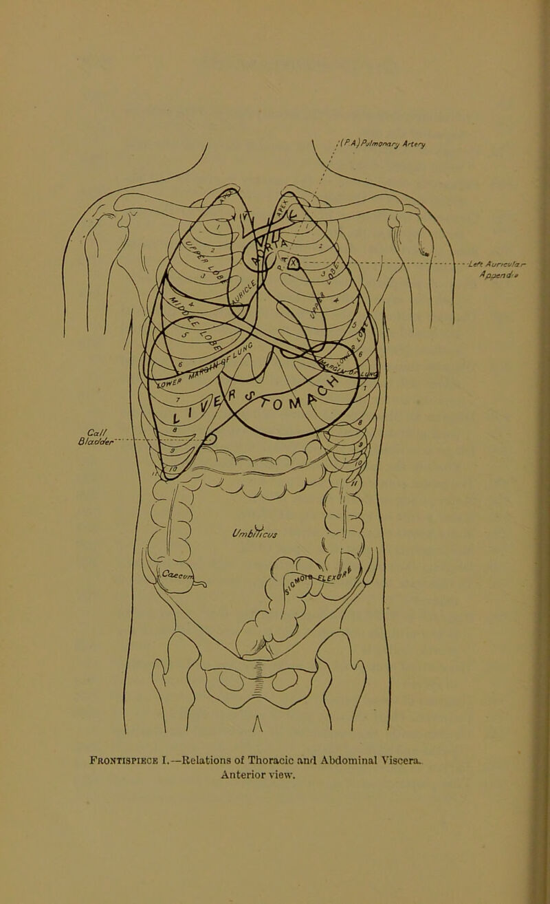 - • Left Auricular Append'* Frontispiece I.—Relations of Thoracic and Abdominal Viscera.