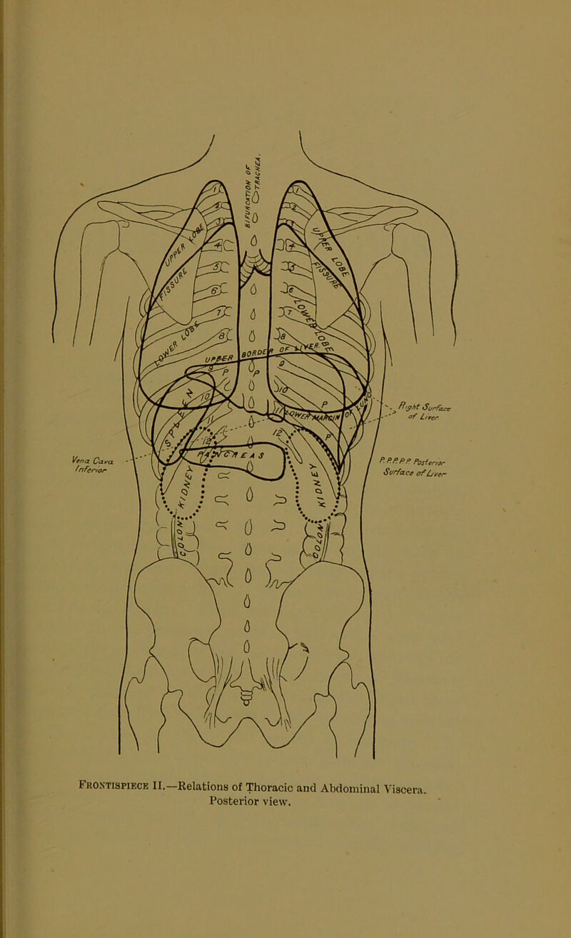 Frontispiece II.—Relations of Thoracic and Abdominal Viscera.