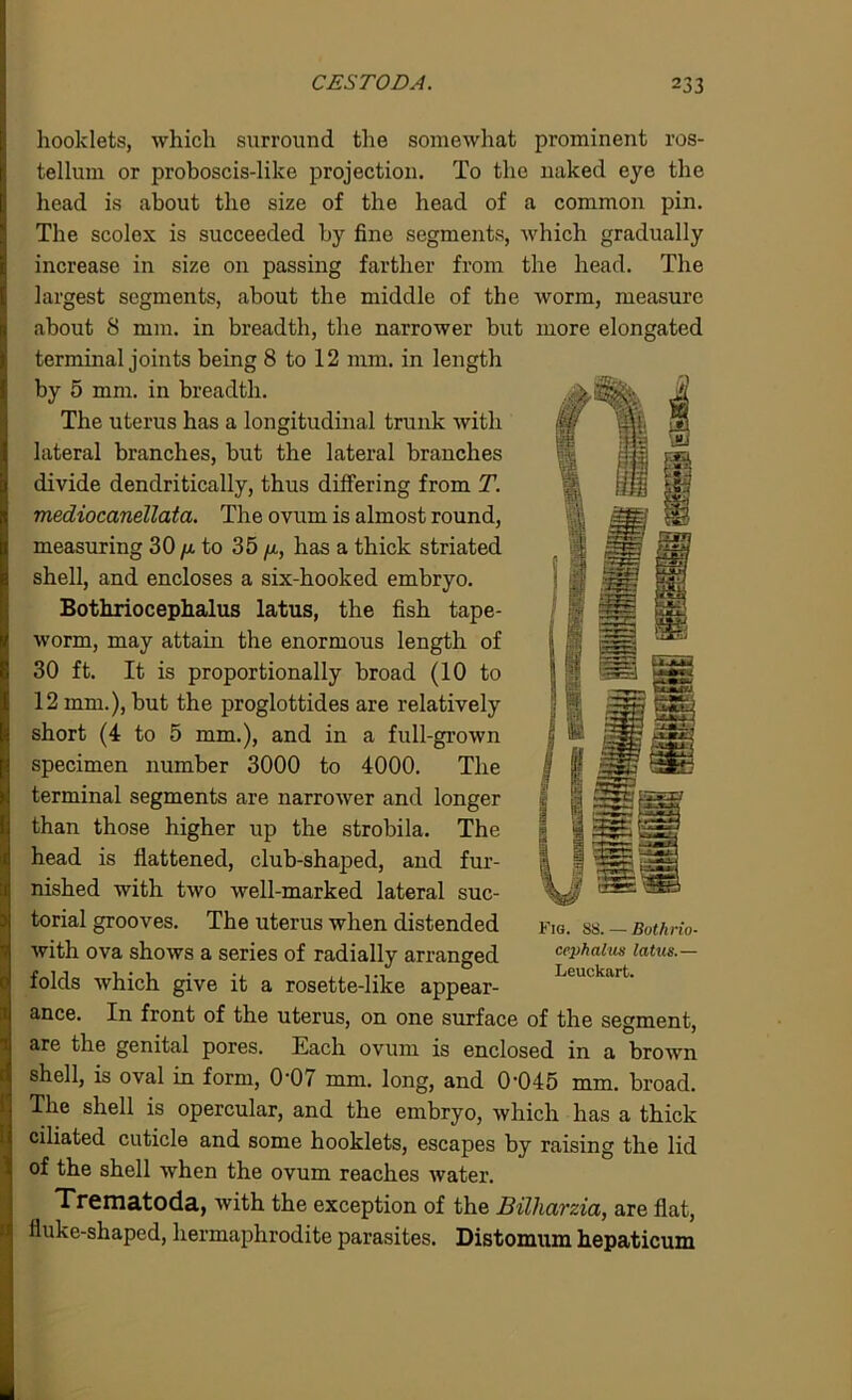 booklets, which surround the somewhat prominent ros- tellum or proboscis-like projection. To the naked eye the head is about the size of the head of a common pin. The scolox is succeeded by fine segments, which gradually increase in size on passing farther from the head. The largest segments, about the middle of the worm, measure about 8 mm. in breadth, the narrower but more elongated terminal joints being 8 to 12 mm. in length by 5 mm. in breadth. The uterus has a longitudinal trunk with lateral branches, but the lateral branches divide dendritically, thus differing from T. mediocanellata. The ovum is almost round, measuring 30 fx to 35 fx, has a thick striated shell, and encloses a six-hooked embryo. Bothriocephalus latus, the fish tape- worm, may attain the enormous length of 30 ft. It is proportionally broad (10 to 12 mm.), but the proglottides are relatively short (4 to 5 mm.), and in a full-grown specimen number 3000 to 4000. The terminal segments are narrower and longer than those higher up the strobila. The head is flattened, club-shaped, and fur- nished with two well-marked lateral suc- torial grooves. The uterus when distended with ova shows a series of radially arranged folds which give it a rosette-like appear- ance. In front of the uterus, on one surface of the segment, are the genital pores. Each ovum is enclosed in a brown shell, is oval in form, 0‘07 mm. long, and 0'045 mm. broad. The shell is opercular, and the embryo, which has a thick ciliated cuticle and some hooklets, escapes by raising the lid of the shell when the ovum reaches water. Trematoda, with the exception of the Bilharzia, are flat, iluke-shaped, hermaphrodite parasites. Distomum hepaticum Fig. 88. — Buthrio- cephalm latus.— Leuckart.