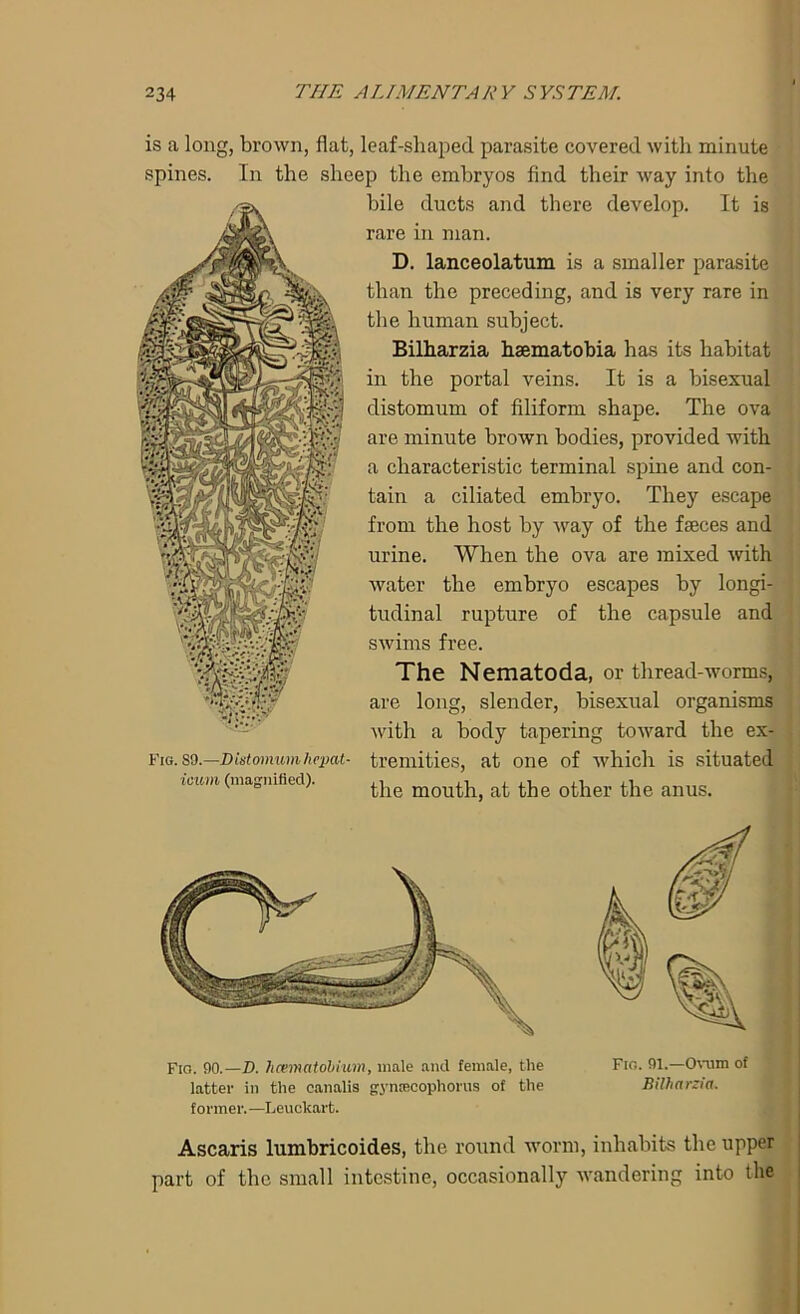 is a long, brown, flat, leaf-shaped parasite covered with minute spines. In the sheep the embryos find their way into the bile ducts and there develop. It is rare in man. D. lanceolatum is a smaller parasite than the preceding, and is very rare in the human subject. Bilharzia hsematobia has its habitat in the portal veins. It is a bisexual distomum of filiform shape. The ova are minute brown bodies, provided with a characteristic terminal spine and con- tain a ciliated embryo. They escape from the host by way of the faeces and urine. When the ova are mixed with water the embryo escapes by longi- tudinal rupture of the capsule and swims free. The Nematoda, or thread-worms, are long, slender, bisexual organisms with a body tapering toward the ex- Fig. so.—Distomumkepat- tremities, at one of which is situated itww (magnified). ^he mouth, at the other the anus. Fio. 90.—D. hcematobium, male and female, the Fro. 01.—Ovum of latter in the eanalis gyntecophorus of the Bilharzia. former.—Leuclcart. Ascaris lumbricoides, the round worm, inhabits the upper part of the small intestine, occasionally wandering into the
