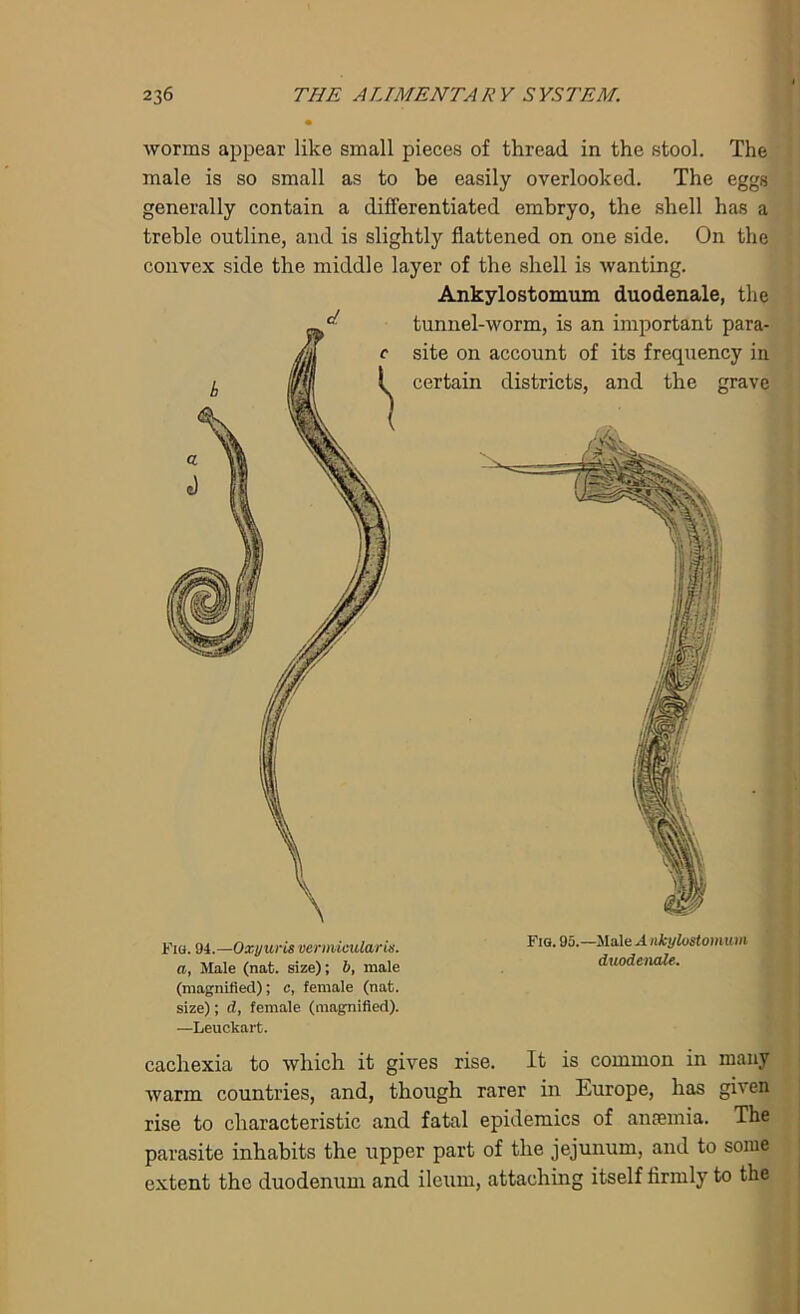 Fig. Oi.—0xyuris vermicular its. *IG- 9a.—Male A«kylostomum a, Male (nat. size); b, male duodenale. (magnified); c, female (nat. size); d, female (magnified). —Leuckart. cachexia to which it gives rise. It is common in many warm countries, and, though rarer in Europe, has given rise to characteristic and fatal epidemics of anaemia. The parasite inhabits the upper part of the jejunum, and to some extent the duodenum and ileum, attaching itself firmly to the 236 THE ALIMENTARY SYSTEM. • worms appear like small pieces of thread in the stool. The male is so small as to be easily overlooked. The eggs generally contain a differentiated embryo, the shell has a treble outline, and is slightly flattened on one side. On the convex side the middle layer of the shell is wanting. Ankylostomum duodenale, the tunnel-worm, is an important para- site on account of its frequency in certain districts, and the grave