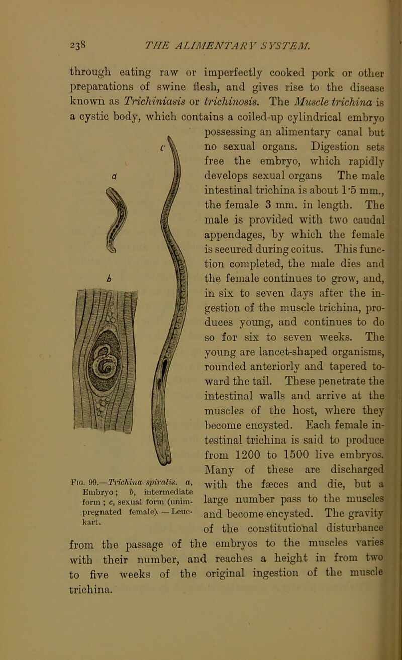 through eating raw or imperfectly cooked pork or other preparations of swine liesh, and gives rise to the disease known as Trichiniasis or trichinosis. The Muscle trichina is a cystic body, which contains a coiled-up cylindrical embryo possessing an alimentary canal but no sexual organs. Digestion sets free the embryo, which rapidly develops sexual organs The male intestinal trichina is about 1*5 mm., the female 3 mm. in length. The male is provided with two caudal appendages, by which the female is secured during coitus. This func- tion completed, the male dies and the female continues to grow, and, in six to seven days after the in- gestion of the muscle trichina, pro- duces young, and continues to do so for six to seven weeks. The young are lancet-shaped organisms, rounded anteriorly and tapered to- ward the tail. These penetrate the intestinal walls and arrive at the muscles of the host, where they become encysted. Each female in- testinal trichina is said to produce from 1200 to 1500 live embryos. Many of these are discharged Fig. 99.-Trichina spiralis, a, with the faeces and die, but a Embryo; b, intermediate , , form; c, sexual form (unim- large 1111111061 pass to tile IHIISCIOS pregnated female). — Leuc- and become encysted. The gravity of the constitutional disturbance from the passage of the embryos to the muscles varies with their number, and reaches a height in from two to five weeks of the original ingestion of the muscle trichina.