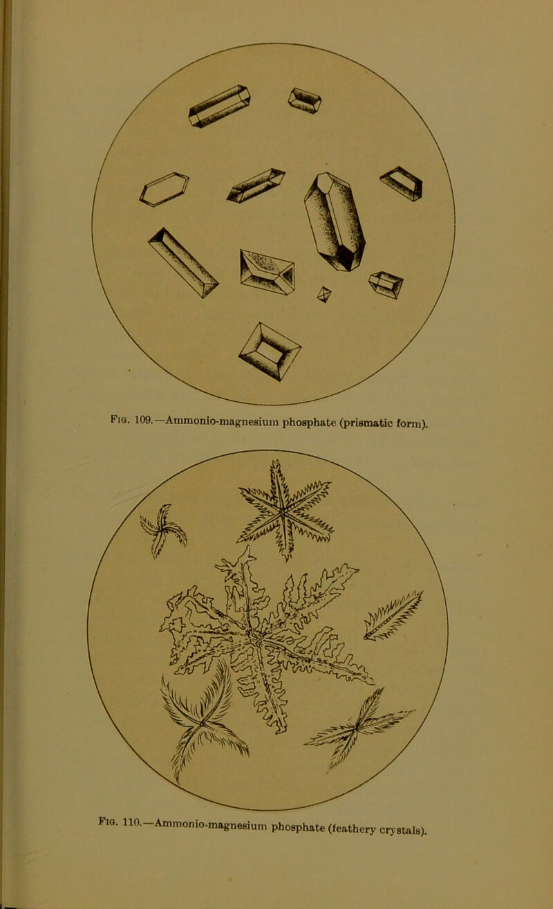 Fig. 109.—Ammonio-magnesium phosphate (prismatic form).