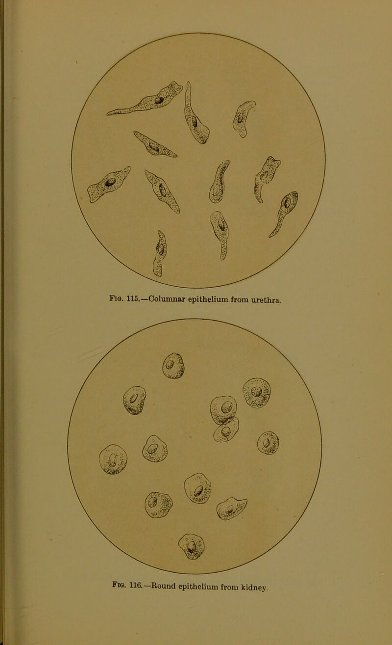 Fio. 115.—Columnar epithelium from urethra.