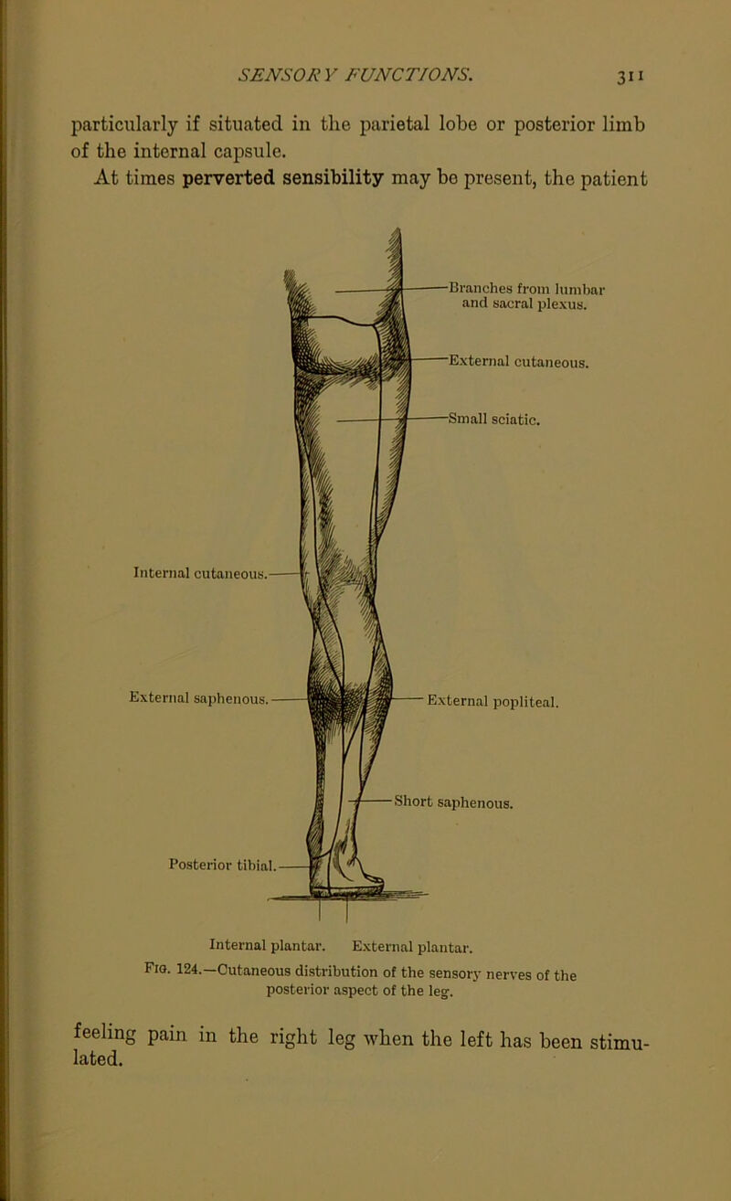 particularly if situated in the parietal lobe or posterior limb of the internal capsule. At times perverted sensibility may bo present, the patient Internal cutaneous. External saphenous. Posterior tibial. Branches from lumbar and sacral plexus. External cutaneous. Small sciatic. External popliteal. Short saphenous. Internal plantar. External plantar. Fio. 124.—Cutaneous distribution of the sensory nerves of the posterior aspect of the leg. feeling pain m the right leg when the left has been stimu- lated.