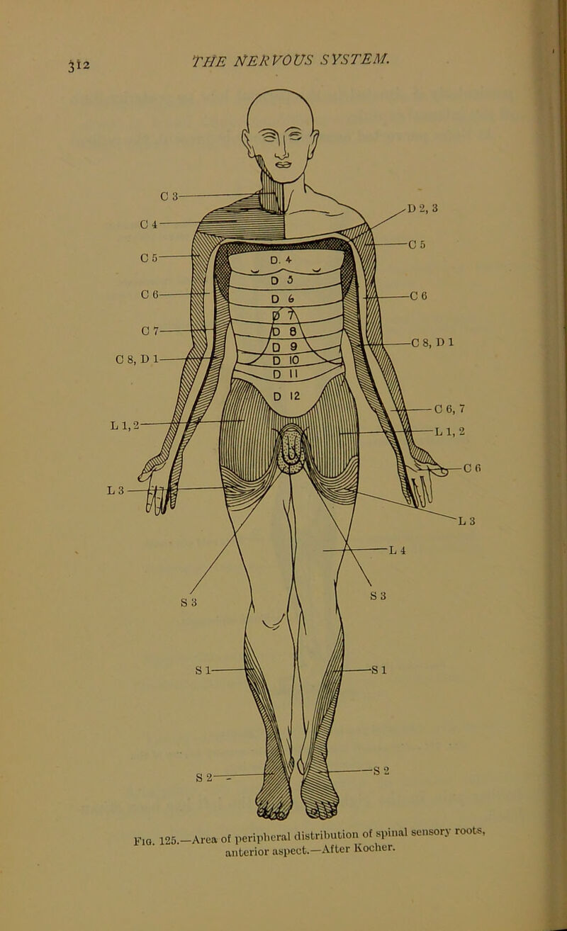 312 Cf. L 3 F10. 125.—Area of peripheral distribution of spinal sensory roots,