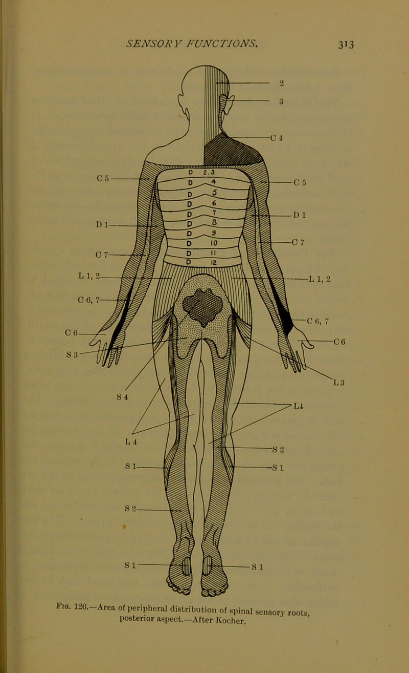 F'o. 126. Area of peripheral distribution of spinal sensory roots