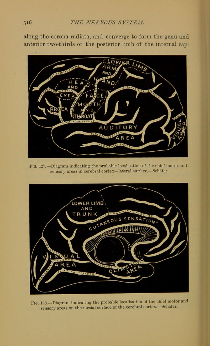 along the corona radiata, and converge to form the genu and anterior two-thirds of the posterior limb of the internal cap- Fig. 127.—Diagram indicating the probable localisation of the chief motor and sensor}' areas in cerebral cortex—lateral surface.—Schafer. Fig. 128.—Diagram indicating the probable localisation of the chief motor and sensory areas on the mesial surface of the cerebral cortex.—Schafer.