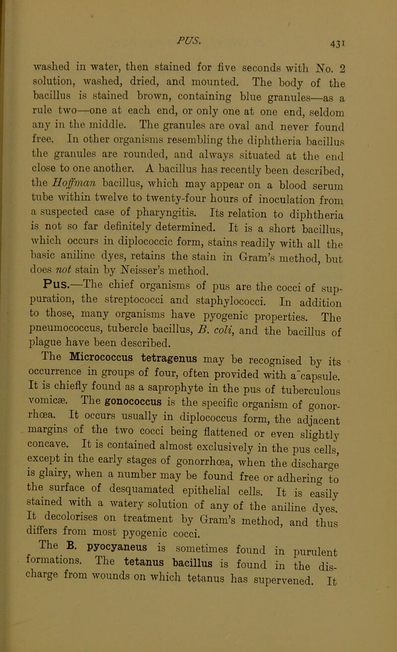 PUS. 431 washed in water, then stained for five seconds with No. 2 solution, washed, dried, and mounted. The body of the bacillus is stained brown, containing blue granules—as a rule two—one at each end, or only one at one end, seldom any in the middle. The granules are oval and never found free. In other organisms resembling the diphtheria bacillus the granules are rounded, and always situated at the end close to one another. A bacillus has recently been described, the Hoffman bacillus, which may appear on a blood serum tube within twelve to twenty-four hours of inoculation from a suspected case of pharyngitis. Its relation to diphtheria is not so far definitely determined. It is a short bacillus, which occurs in diplococcic form, stains readily with all the basic aniline dyes, retains the stain in Gram’s method, but does not stain by Neisser’s method. Pus.—The chief organisms of pus are the cocci of sup- puration, the streptococci and stajihylococci. In addition to those, many organisms have pyogenic properties. The pneumococcus, tubercle bacillus, B. coli, and the bacillus of plague have been described. The Micrococcus tetragenus may be recognised by its occurrence in groups of four, often provided with a'capsule. It is chiefly found as a saprophyte in the pus of tuberculous vomicae. The gonococcus is the specific organism of gonor- rhoea. It occurs usually in diplococcus form, the adjacent margins of the two cocci being flattened or even slightly concave. It is contained almost exclusively in the pus cells, except in the early stages of gonorrhoea, when the discharge is glairy, when a number may be found free or adhering to the surface of desquamated epithelial cells. It is easily stained with a watery solution of any of the aniline dyes. It decolorises on treatment by Gram’s method, and thus differs from most pyogenic cocci. The B. pyocyaneus is sometimes found in purulent formations. The tetanus bacillus is found in the dis- charge from wounds on which tetanus has supervened. It