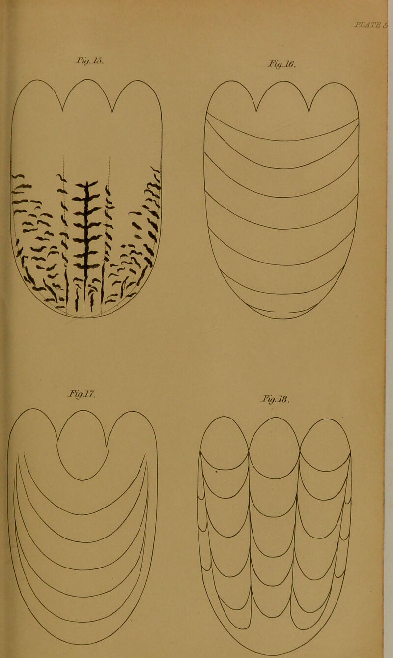 I’LJTE ,C Fig. 16. Fig. M. I FipJ7. Fig.lS.