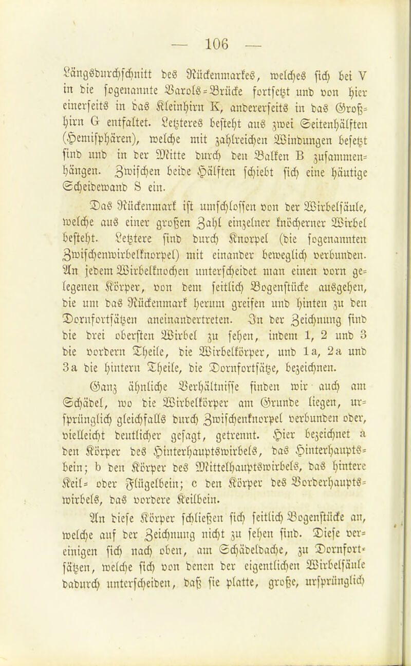 ^^äncigbiu-d)[c^nitt beg 9?ücfenmarfeg, iDcIdjeS fid) bei V in bie [ogenonnte 23arol8 = 33rücfe fortfc^t unb »on l^ier einerfeitS in baS tlein^ivn K, anberevfeitä in baö @ro^= 'i)ixn G entfaltet. Seljtereg Befielt an« jmei ©eiten^tften (^emif)5l^ären), n5eld)e mit 3a^(reid)en SBinbungen 6efe^t finb unb in ber 9Jfitte burc^ ben 33alfen B sufanmien= ijängen. B^^ifc^en ^ei^'e ipälften fd}ie6t fic^ eine i)äutige (Sd)eibeiDanb S ein. S)a8 3?ü(fenmarf ift um[d)to[fen oon ber 9Bir6e(iäuIe, lüelc^e au8 einer großen 3'ii?f einzelner fncc^erner 2Birbe( kftel}t. Seljtere finb burd) Knorpel (bic fogenannten 3i53i[c^enn)ir6eIfnorpe() mit einanber bemeglid) oerbunben. %n jebem SBirklfnodjen unterfc^eibet man einen ßorn ge= legenen Körper, üon bem feitlic^ 33cgenftüde auögefjen, bie um baS 9?ü(fenmarf l^erum greifen unb i^inten ju ben !Dornfortfät3en aneinanbertreten. Qn ber 3ei'^nnng finb bie brei oberften ÜBirbel ju feigen, inbem 1, 2 unb 3 bie ücrbern Xl)äk, bie 3BirBel!Drper, unb la, 2 a unb 3 a bie f)intern Xl)dh, bie Sornfortfätje, bejeic^nen. ©anj ä{)nüd)e 33er^ä(tniffe finben voix au^ am ©Gräbel, wo bie SBirbelforper am ©runbe liegen, ur= fprüngüc^ g(ei(^falls burd) 3roifc^enfncr^?e( t^erbunben ober, öieEeid)t beutüc^er gcfagt, getrennt, .'pier bejeidinet a ben tijrper beS §inter^auptgttiirbe(i% baö .^inter(;aupt§= bein; b ben ti3rper beS a>?itteIbauptSn3irbeK% ba§ tjintere ^eil= ober ^(ügetbein; c ben ti3rper beS 35crber^)aupte= tt)irbe(8, ba§ ßorbere Äei(bein. %n biefe J?örper fd)tie§en fid) feit(id) ^ogenftiirfe an, h3el(^e auf ber 3eW)S ic^t 5 fife- einigen fid) nac^ oben, am ®d)äbelbad)e, ju 2)ornfort' fä^en, tt)eld)e fid) üon benen ber cigentlid)en SBirbelfäufe baburd) untcrfd^eiben, baß fie platte, große, urfprünglid)