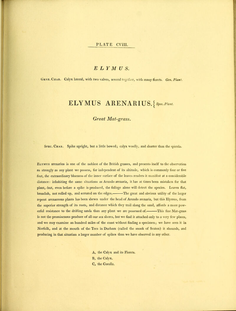 ELYMUS. Gene. Char. Calyx lateral, with two valves, several tfiu,cl!ier, with many florets. Gen. Plant. Spec. Char. Spike upright, but a little bowedj calyx woolly, and shorter than the spiciila. Elymus arenarius is one of the noblest of the British grasses, and presents itself to the obsen-ation as strongly as any plant we possess, for independent of its altitude, which is commonly four or five feet, the extraordinary blueness of the inner surface of the leaves renders it manifest at a considerable distance: inhabiting the same situations as Arundo arenaria, it has at times been mistaken for that plant, but, even before a spike is produced, the foliage alone will detect the species. Leaves flat, broadish, not rolled up, and serrated on the edges. The great and obvious utility of tlie larger repent arenaceous plants has been shewn under the head of Arundo arenaria, but this Elymus, from the superior strength of its roots, and distance which they trail along the sand, affords a more pow- erful resistance to the drifting sands than any plant we are possessed of. This fine Mat-grass is not tlie promiscuous produce of all our sea shores, but we find it attached only to a ver}- few places, and we may examine an hundred miles of the coast without finding a specimen j we have seen it in Norfolk, and at the mouth of the Tees in Durham (called the snook of Seaton) it abounds, and producing in that situation a larger number of spikes tlian we have observed in any otlier. ELYMUS Great Mat-grass. A, the Calyx and its Florets. B, the Calyx. C, the Corolla,