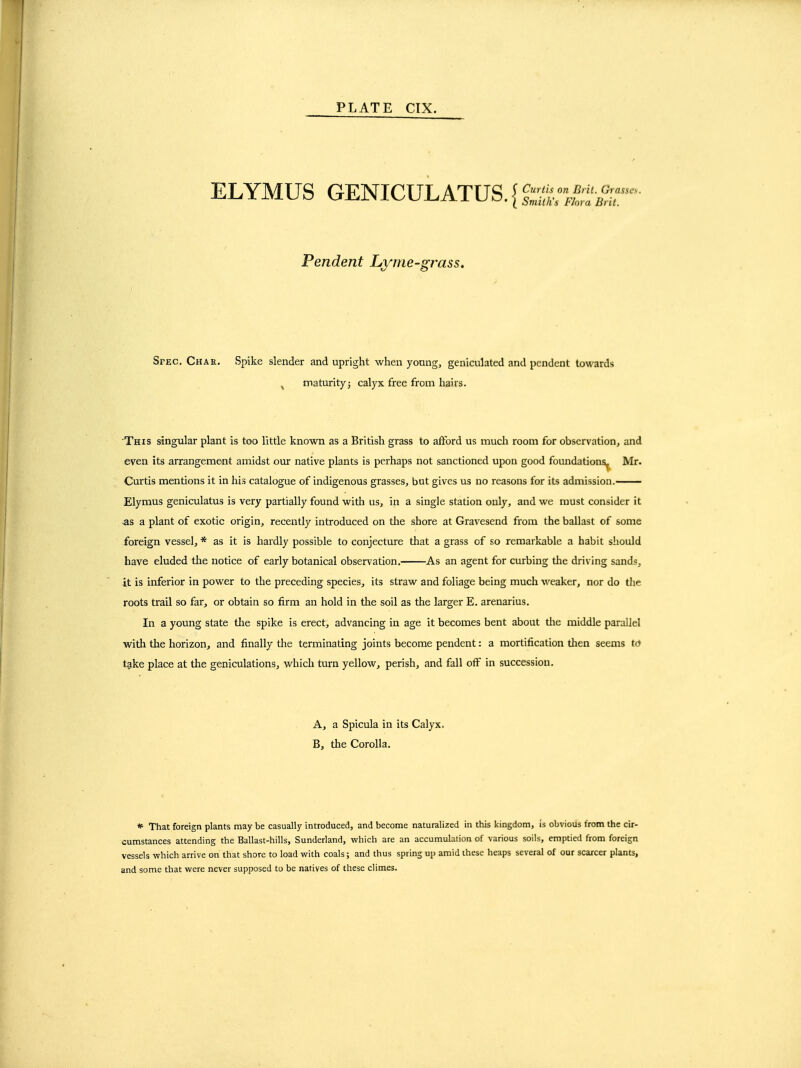 ELYMUS GENICULATUS. { Pendent Lyme-grass. Spec, Chak. Spike slender and upright when young, geniculated and pendent towards ^ maturity; calyx free from hairs. This singular plant is too little known as a British grass to afford us much room for observation, and even its arrangement amidst our native plants is perhaps not sanctioned upon good foundations^ Mr. Curtis mentions it in his catalogue of indigenous grasses, but gives us no reasons for its admission. Elymus geniculatus is very partially found witli us, in a single station only, and we must consider it ^s a plant of exotic origin, recently introduced on tlie shore at Gravesend from the ballast of some foreign vessel, * as it is hardly possible to conjecture that a grass of so remarkable a habit should have eluded the notice of early botanical observation. As an agent for curbing the driving sands, it is inferior in power to the preceding species, its straw and foliage being much weaker, nor do the roots trail so far, or obtain so firm an hold in the soil as the larger E. arenarius. In a young state tiae spike is erect, advancing in age it becomes bent about tlie middle paraiJel witli the horizon, and finally the terminating joints become pendent: a mortification then seems to take place at the geniculations, which turn yellow, perish, and fall off in succession. A, a Spicula in its Calyx. B, the Corolla. * That foreign plants may be casually introduced, and become naturalized in this kingdom, is obvious from the cir- cumstances attending the Ballast-hills, Sunderland, which are an accumulation of various soils, emptied from foreign vessels which arrive on that shore to load with coals; and thus spring up amid the^e heaps several of our scarcer plants, and some that were never supposed to be natives of these climes.
