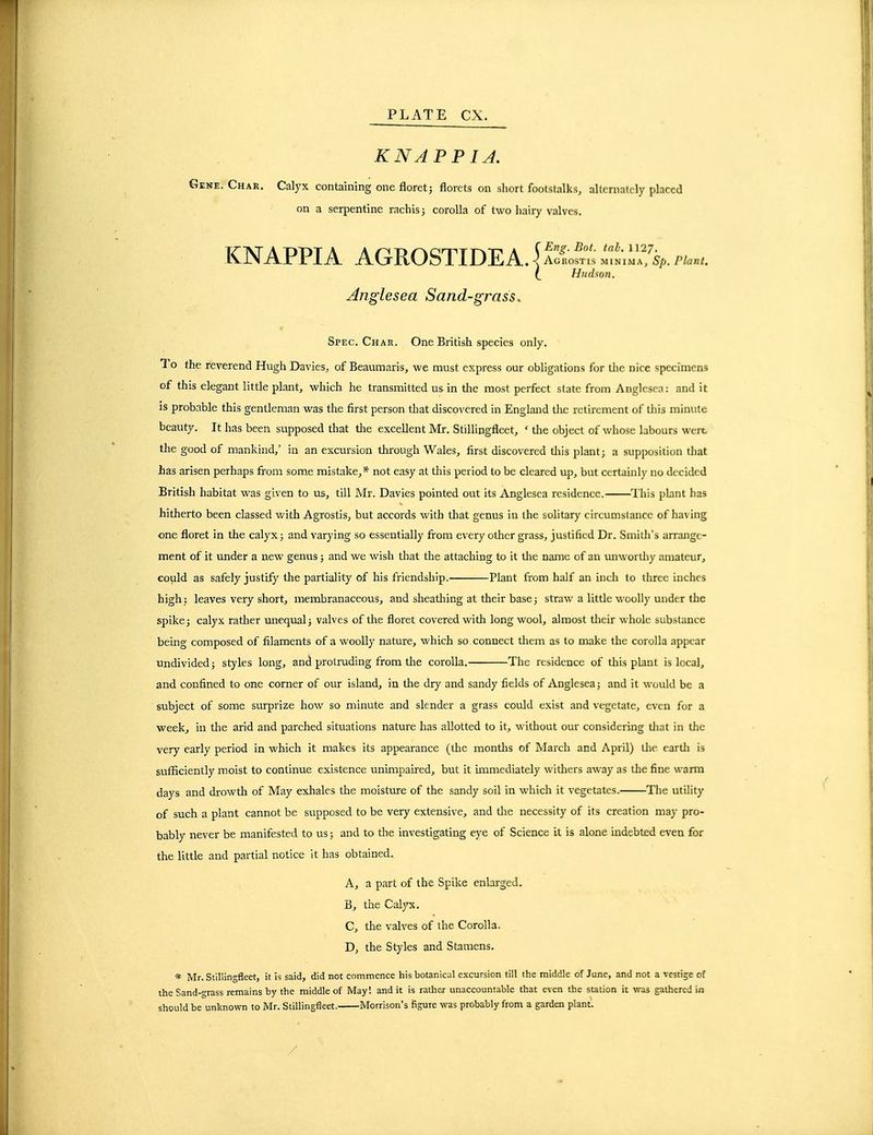 KNAPPIA. Gene. Char. Calyx containing one floretj florets on short footstalks, alternately placed on a serpentine rachis; corolla of two hairy valves. KNAPPIA AGROSTIDEA. \ Atf;^ri,.„,. Hudson. Anglesea Sand-grass. Spec. Char. One British species only. To the reverend Hugh Davies, of Beaumaris, we must express our obligations for tlie nice specimens of this elegant little plant, which he transmitted us in tlie most perfect state from Anglesea: and it is probable this gentleman was the first person that discovered in England the retirement of this minute beauty. It has been supposed that tlie excellent Mr. Stillingfleet, ' tlie object of whose labours wert the good of mankind,' in an excursion through Wales, first discovered tins plant; a supposition that has arisen perhaps from some mistake,* not easy at this period to be cleared up, but certainly no decided British habitat was given to us, till Mr. Davies pointed out its Anglesea residence. This plant has hitherto been classed with Agrostis, but accords with that genus in the solitary circumstance of ha\ ing one floret in the calyx; and varying so essentially from every other grass, justified Dr. Smith's arrange- ment of it under a new genus; and we wish that the attaching to it tlie name of an unwortliy amateur, could as safely justify the partiality of his friendship. Plant from half an inch lo three inches high ; leaves very shortj membranaceous, and slieatliing at their base; straw a little woolly under the spike; calyx ratlier unequal; valves of the floret covered with long wool, almost tlieir whole substance being composed of filaments of a woolly nature, which so connect them as to make the corolla appear undivided; styles long, an(i protniding from the corolla. The residence of this plant is local, and confined to one corner of our island, in the dry and sandy fields of Anglesea; and it would be a subject of some surprize how so minute and slender a grass could exist and vegetate, even for a week^ ill tlie arid and parched situations nature has allotted to it, without our considering tliat in the very early period in which it makes its appearance (the months of March and April) tlie earth is sufficiently moist to continue existence unimpaired, but it immediately withers away as the fine warm days and drowth of May exhales tlie moisture of the sandy soil in which it vegetates. The utility of such a plant cannot be supposed to be very extensive, and tlie necessity of its creation may pro- bably never be manifested to us; and to the investigating eye of Science it is alone indebted even for the little and partial notice it has obtained. A, a part of the Spike enlarged. B, the Calyx. C, the valves of the Corolla. D, the Styles and Stamens. * Mr. Stillingfleet, it is said, did not commence his botanical excursion till the middle of June, and not a vestige of the Sand-grass remains by the middle of May! and it is rather unaccountable that even the station it was gathered in should be unknown to Mr. Stillingfleet.- Morrison's figure was probably from a garden plant.