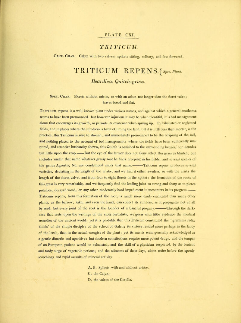 TRITICUM. Gene. Char. Calyx with two valvesj spikets sitting, solitnry, and few flowered. TRITICUM REPENS.{%../>/«n^ Beardless Quitch-grass. Spec. Chau, Florets without aristae, or with an arista not longer tlian die floret valve; leaves broad and flat. Tkiticum repens is a well known plant under various names, and against which a general analliema seems to have been pronounced: but however injurious it may be when plentiful, it is bad management alone that encourages its growth, or permits its existence when sprung up. In exhausted or neglected fields, and in places where the injudicious habit of liming tlie land, till it is little less tlian mortar, is the practice, this Triticum is sure to abound, and immediately pronounced to be the offspring of the soil, and nothing placed to the account of bad management: where tlie fields have been sufficiently ma- nured, and attentive husbandry shewn, this Quitch is banished to the surrounding hedges, nor intrudes but little upon the crop. But the eye of the farmer does not alone select this grass as Quitch, but includes under that name whatever grassy root he finds creeping in his fields, and several species of the genus Agrostis, &c. are condemned under that name. Triticum repens produces several varieties, deviating in the lengtli of the aristae, and we find it either awnless, or witli tlic arista die length of the floret valve, and from four to eight fiorets in the spiket: die formadon of die roots of this grass is very remarkable, and we frequently find die leading joint so strong and sharp as to pierce potatoes, decayed wood, or any other moderately hard impediment it encounters in its progress. • Triticum repens, from this formation of the root, is much more easily eradicated than many odier plants, as the harrow, rake, and even die hand, can collect its runners, as it propagates not at all by seed, but every joint of die root is die founder of a baneful progeny. Through die dark- .ness tiiat rests upon the writings of the elder herbahsts, we guess with little evidence die medical remedies of the ancient world; yet it is probable that this Triticum constituted the ' graminis radix dulcis' of die simple disciples of the school of Galen; its virtues resided more perhaps in die fancy of the leech, than in the actual energies of die plant; yet its merits seem generally acknowledged as a gentle diuretic and aperitive: but riiodern constitudons require more potent drugs, and die temper of an European patient would be exliausted, and the skill of a physician suspected, by the lenient and tardy siege of vegetable potions; and the ailments of these days, alone retire before tlie speedy searchings and rapid assaults of mineral activity. A, B, Spikets with and widinut aristae. C, the Calyx, D, the valves of the Corolla.