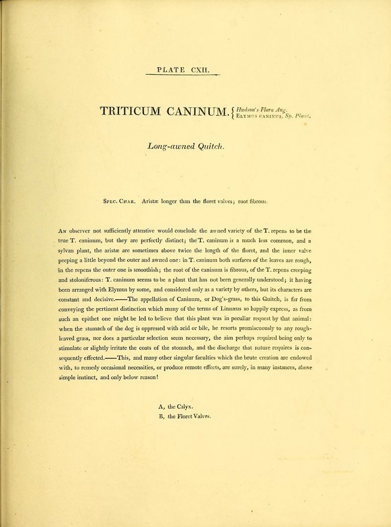 TRITICUM CANINUM.f Hudson's Flora An^. ElYMCS CANIXrs. .*>'/(. Lofig-awned Quitc/i. Spec. Chak. Aristae longer than the floret valves; root fibrous. An observer not sufficiently attentive would conclude the ned variety of tlie T. repena to be Uic true T. caninum, but they are perfectly distinct j the'T. caninum is a much less common, and a sylvan plant, the aristae are sometimes above twice tlie length of the floret, and the inner val^e peeping a little beyond the outer and awned one: in T. caninum both surfaces of the leaves are rough, in the repens tlie outer one is smoothishj the root of the caninum is fibrous, of tlie T. repens creeping and stoloniferous: T. caninum seems to be a plant tliat has not been generally understood j it having been arranged widi Elymus by some, and considered only as a variety by others, but its characters are constant and decisive. The appellation of Caninum, or Dog's-grass, to tliis Quitch, is far from conveying the pertinent distinction which many of the terms of Linnaeus so happily express, as from such an epithet one might be led to believe that this plant was in peculiar request by tliat animal: when the stomach of the dog is oppressed witli acid or bile, he resorts promiscuously to any rough- leaved grass, nor does a particular selection seem necessaiy, the aim perhaps required being only to stimulate or slightly irritate the coats of tlie stomach, and the discharge tliat nature requires is con- sequently effected. This, and many other singular faculties which tlie brute creation are endowed with, to remedy occasional necessities, or produce remote effects, are surely, in many instances, abovf simple instinct, and only below reason! A, tlie Calyx. B, the Floret Valves.