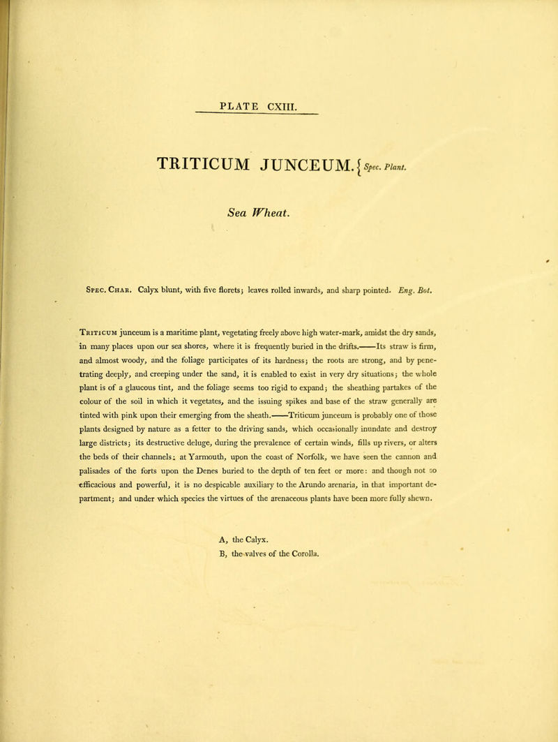 TRITICUM JUNCEUM. Sea Wheat. Spec. Char. Calyx blunt, with five florets; leaves rolled inwards, and sharp pointed. Eng. Bol. Tkiticum junceum is a maritime plant, vegetating freely above high water-mark, amidst the dry sands, in many places upon our sea shores, where it is frequently buried in the drifts. Its straw is firm, and almost woody, and the foliage participates of its hardness; the roots are strong, and by pene- trating deeply, and creeping under the sand, it is enabled to exist in very dry situations; the whole plant is of a glaucous tint, and the foliage seems too rigid to expand; the sheathing partakes of the colour of tlie soil in which it vegetates, and the issuing spikes and base of the straw generally are tinted with pink upon tlieir emerging from the sheatli, Triticum junceum is probably one of those plants designed by nature as a fetter to the driving sands, which occafcionaliy inundate and destroy large districts; its destructive deluge, during the prevalence of certain winds, fills up rivers, or alters the beds of their channels; at Yarmouth, upon the coast of Norfolk, we have seen the cannon and palisades of the forts upon the Denes buried to the depth of ten feet or more: and though not go efficacious and powerfril, it is no despicable auxiliary to the Arundo arenaria, in that important de- partment; and under which species the virtues of the arenaceous plants have been more fully shewn. A, tlie Calyx. B, the valves of the CoroUa.