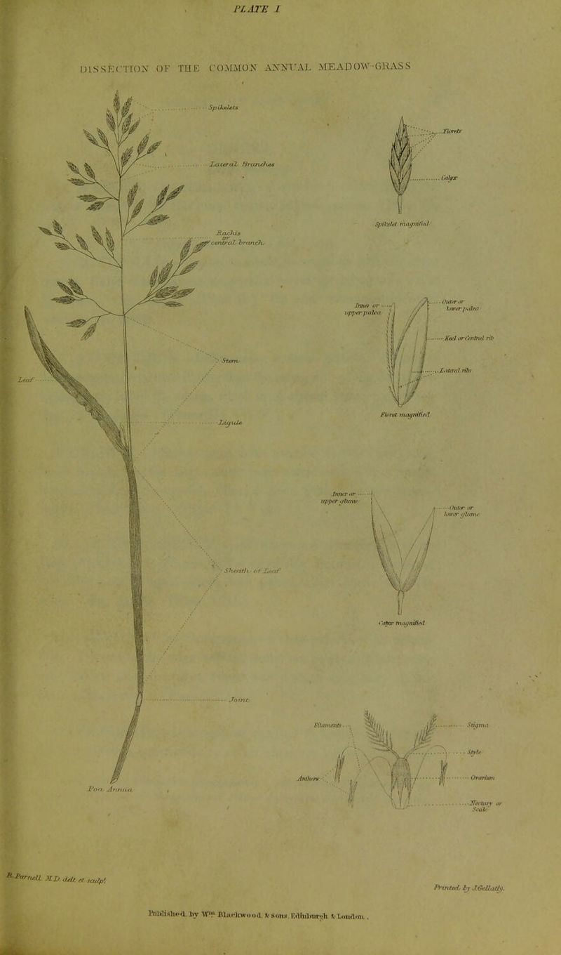 DISSECTIO.X OF THE COINtMON XSmJAL MEAPOW-GHASS or Fi-inted, l;y J.StUatiy. Iftllilislipil Ivy W!' Hlm-Ir« ..o.l souk i:.liiil>iii-..h V I..iitrt.ni.