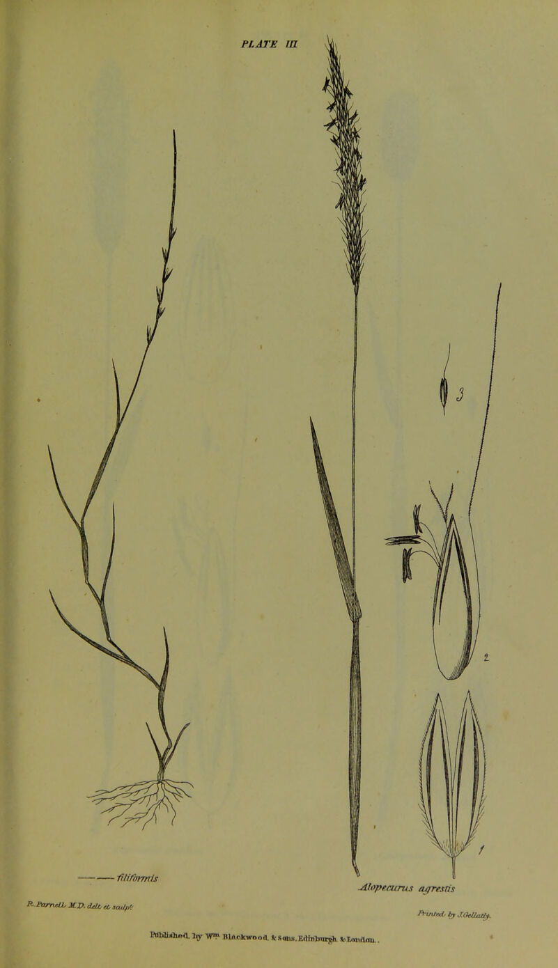 PLATE m 5 fth'/mrm's sculps f -AlopeaoTAj a^estis Pitntat by dGeUa/i^.