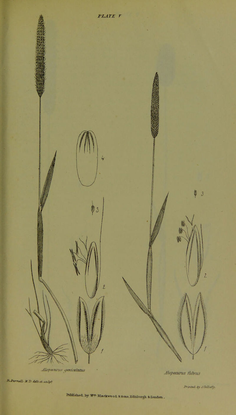 PLAl'JC r Alopi'mnts iifnii uIn tux .Aliipecunis fulvas It-wbcd, by j:OtUath\ taS&ii^A. Iry Ar» BUeSkwooa. fcScmj.. EdinhTitgh toXonflmi ,