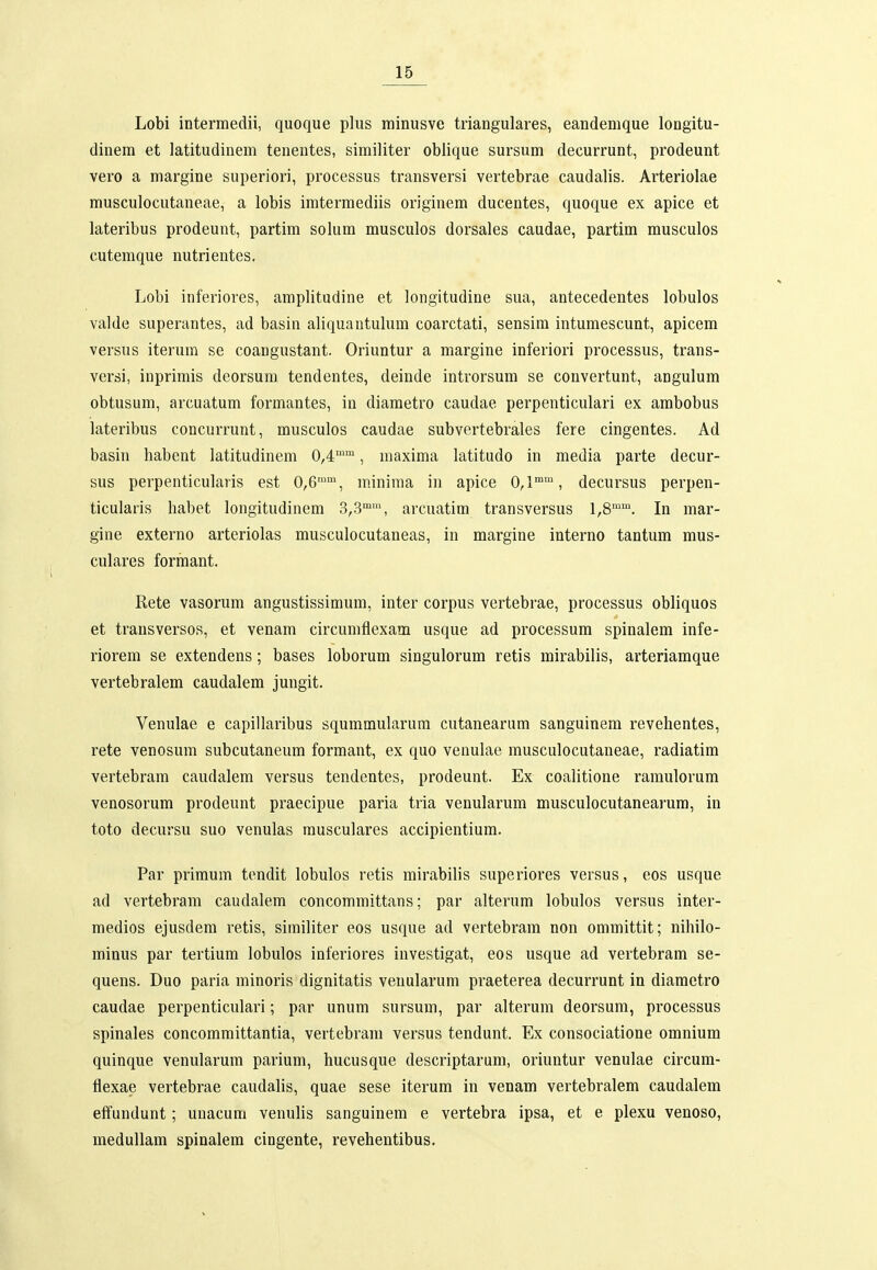 Lobi intermedii, quoque phis rainusve triangulares, eandenique longitu- dinem et latitudinem tenentes, sirailiter oblique sursum decurrunt, prodeunt vero a margine superiori, processus transversi vertebrae caudalis. Arteriolae musculocutaneae, a lobis iratermediis originera ducentes, quoque ex apice et lateribus prodeunt, partim solum musculos dorsales caudae, partim musculos cutemque nutrientes, Lobi inferiores, amplitudine et longitudine sua, antecedentes lobulos valde superantes, ad basin aliquantulum coarctati, sensim intumescunt, apicem versus iterum se coangustant. Oriuntur a raargine inferiori processus, trans- versi, inprimis deorsum tendentes, deinde introrsum se convertunt, angulum obtusura, arcuatura formantes, in diametro caudae perpenticulari ex ambobus lateribus concurrunt, rausculos caudae subvertebrales fere cingentes. Ad basin habent latitudinem 0,4, maxima latitudo in media parte decur- sus perpenticularis est 0,6, minima in apice 0,1™™, decursus perpen- ticularis liabet longitudinera 3,3'', arcuatim transversus l^S'™. In mar- gine externo arteriolas musculocutaneas, in margine interno tantum mus- culares forrnant. Rete vasorum angustissimum, inter corpus vertebrae, processus obliquos et trausversos, et venam circurafiexam usque ad processum spinalem infe- riorem se extendens; bases loborura singulorura retis mirabilis, arteriamque vertebralem caudalem jungit. Venulae e capillaribus sqummularum cutanearum sanguinem revehentes, rete venosura subcutaneum formant, ex quo venulae musculocutaneae, radiatim vertebrara caudalera versus tendentes, prodeunt. Ex coalitione ramulorum venosorum prodeunt praecipue paria tria venularum musculocutanearum, in toto decursu suo venulas musculares accipientium. Par priraum tendit lobulos retis rairabilis superiores versus, eos usque ad vertebram caudalera concoraraittans; par alterum lobulos versus inter- raedios ejusdem retis, similiter eos usque ad vertebram non omraittit; nihilo- rainus par tertium lobulos inferiores iuvestigat, eos usque ad vertebram se- quens. Duo paria rainoris dignitatis veuularura praeterea decurrunt in diametro caudae perpenticulari; par unum sursum, par alterum deorsura, processus spinales concoraraittantia, vertebram versus tendunt. Ex consociatione omnium quinque venularum parium, hucusque descriptarum, oriuntur venulae circum- flexae vertebrae caudalis, quae sese iterum in venam vertebralem caudalem effundunt; unacum venulis sanguinem e vertebra ipsa, et e plexu venoso, medullam spinalem cingente, revehentibus.