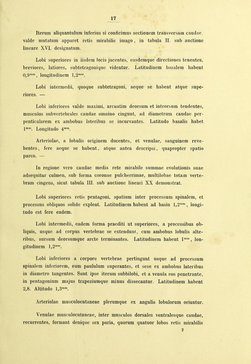 Iterum aliquantulum inferius si conficimus sectionem trausversara caudae, valde mutatum apparet retis mirabilis iraago, in tabula II. sub auctione lineare XVI. designatum. Lobi superiores in iisdem locis jacentes, easdemque directiones tenentes, breviores, latiores, subtetragonique videutur. Latitudinem basalem habent 0,9°, longitudinem 1,2''. Lobi intermedii, quoque subtetragoni, aeque se habent atque supe- riores. — Lobi inferiores valde maximi, arcuatim deorsum et introrsum tendentes, muscuios subvertebrales caudae omnino cingunt, ad diametrum caudae per- penticularem ex ambobus lateribus se incurvantes. Latitudo basalis habet 1. Longitudo 4°. Arteriolae, a lobulis originem ducentes, et venulae, sanguinem reve- hentes, fere aeque se habent, atque antea descripsi, quapropter spatio parco. — In regione vero caudae media rete rairabile sumraae evolutionis suae adsequitur culmen, sub forma coronae pulcherrimae, multilobae totam verte- bram cingens, sicut tabula III. sub auctione lineari XX demonstrat. Lobi superiores retis pentagoni, spatium inter processum spinalera, et processus obliquos solide explent. Latitudinera habent ad basin 1,2, longi- tudo est fere eadem. Lobi intermedii, eadem forma praediti ut superiores, a processibus ob- liquis, usque ad corpus vertebrae se extendunt, cum ambobus lobulis alte- ribus, sursum deorsumque arcte terminantes. Latitudinem habent 1°°, lon- gitudinem 1,2°. Lobi inferiores a corpore vertebrae pertingunt usque ad processum spinalem inferiorem, eum paululum superantes, et sese ex arabobus lateribus in diaraetro tangentes. Sunt ipse iterura subbilobi, et a venula eos penetrante, in pentagonium majus trapeziumque rainus dissecantur. Latitudinem habent 2,8. Altitudo 1,3°°. Arteriolae musculocutaneae plerumque ex angulis lobulorum oriuntur. Venulae rausculocutaneae, inter musculos dorsales ventralesque caudae, recurrentes, formant denique sex paria, quorura quatuor lobos retis mirabilis 2